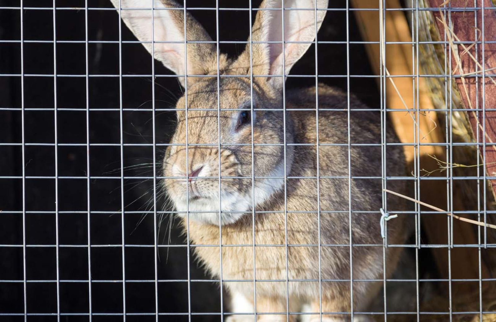 Stop alle gabbie per conigli in Europa