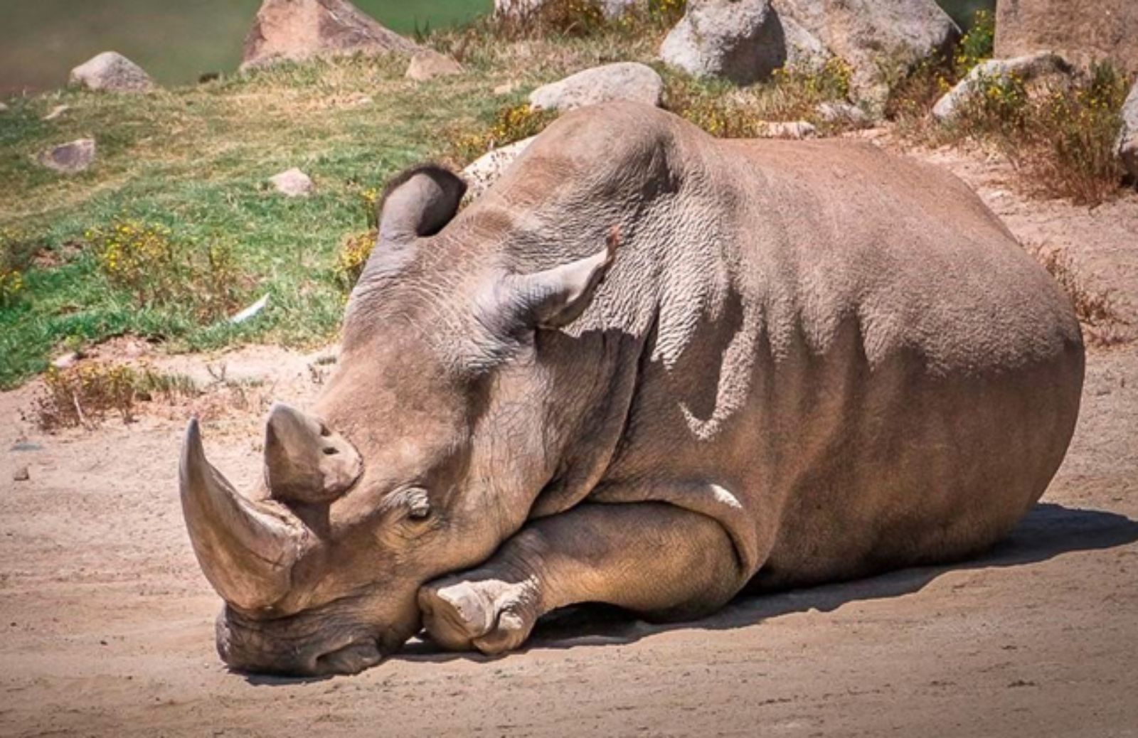 Sudan, l’ultimo rinoceronte bianco 
