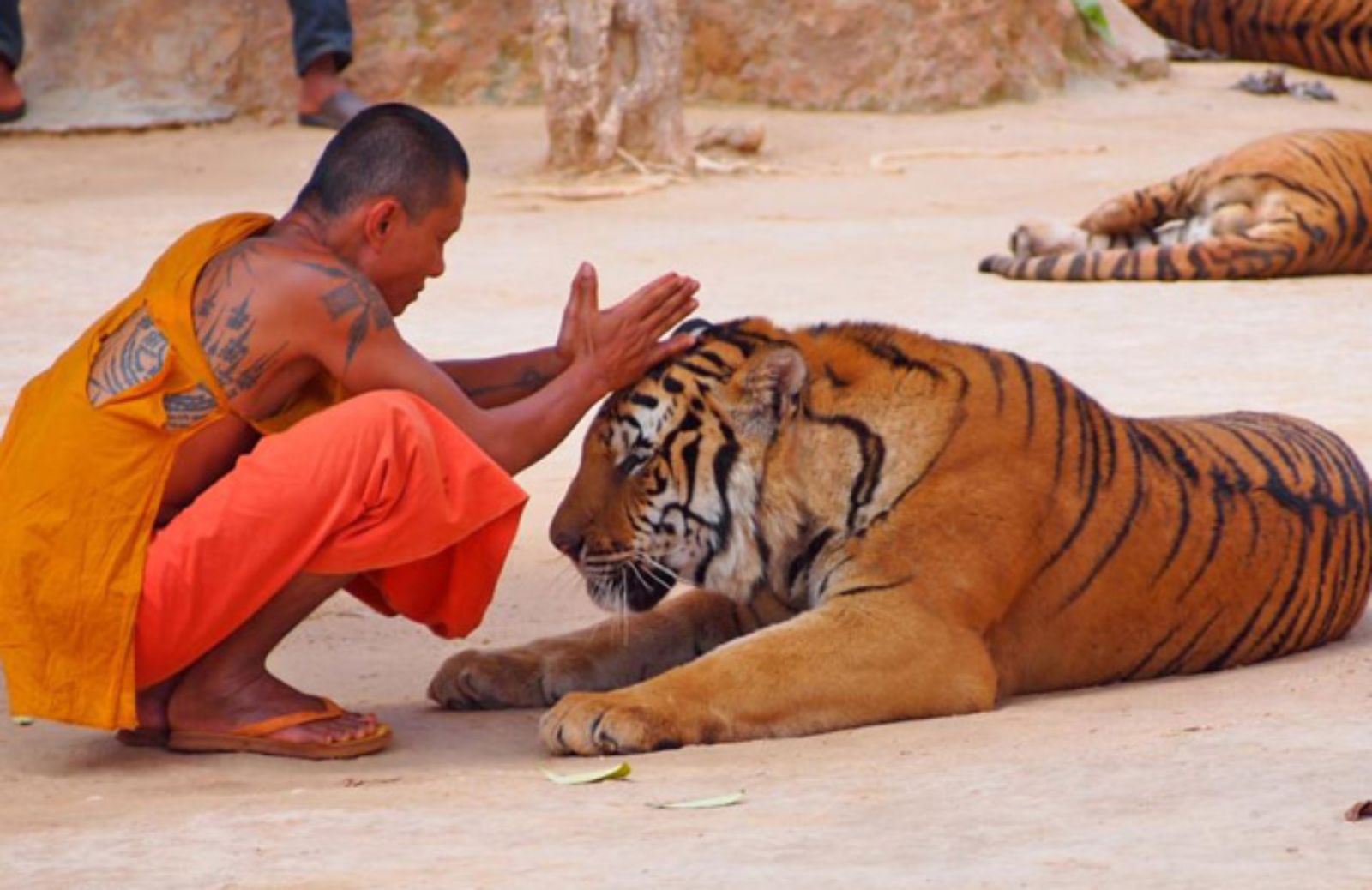 Tiger Temple, stop agli abusi nel tempio delle tigri in Thailandia 
