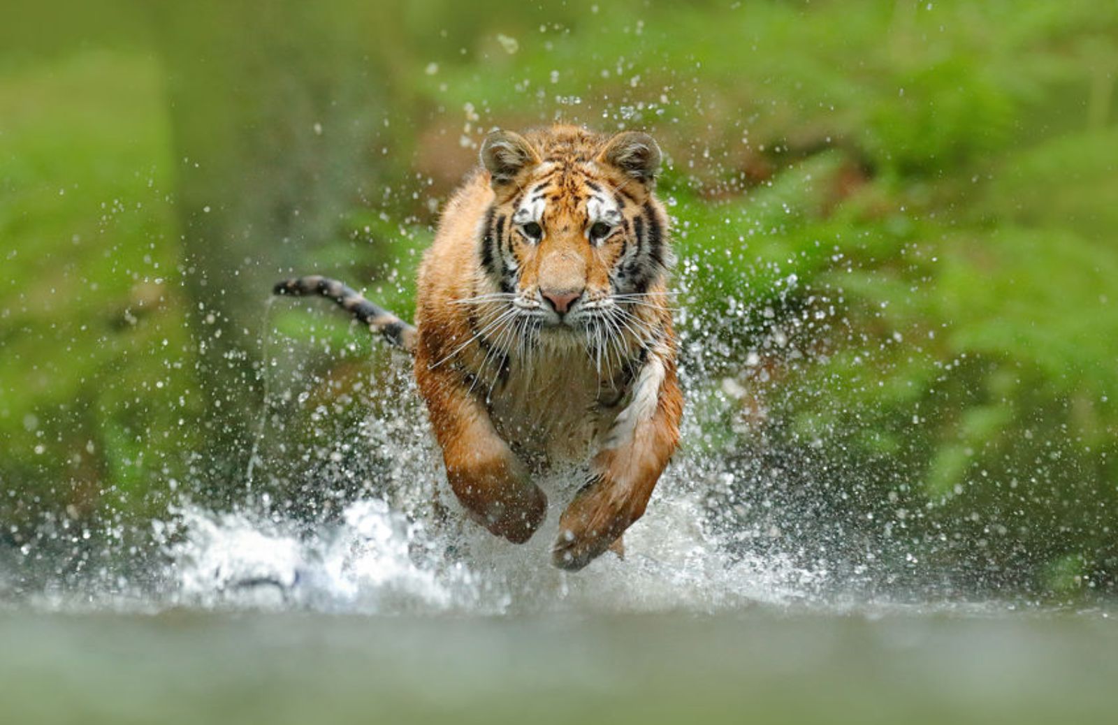 Tigre siberiana: caratteristiche, habitat e perché è a rischio estinzione