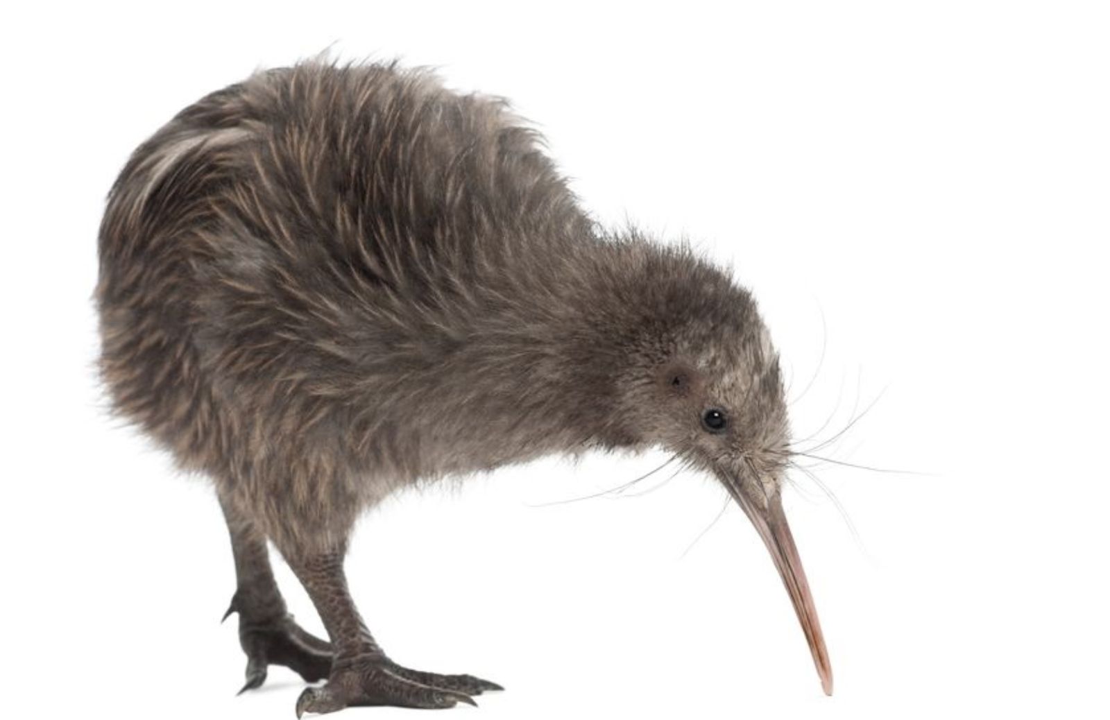 Tutto sul kiwi, l'animale simbolo della Nuova Zelanda