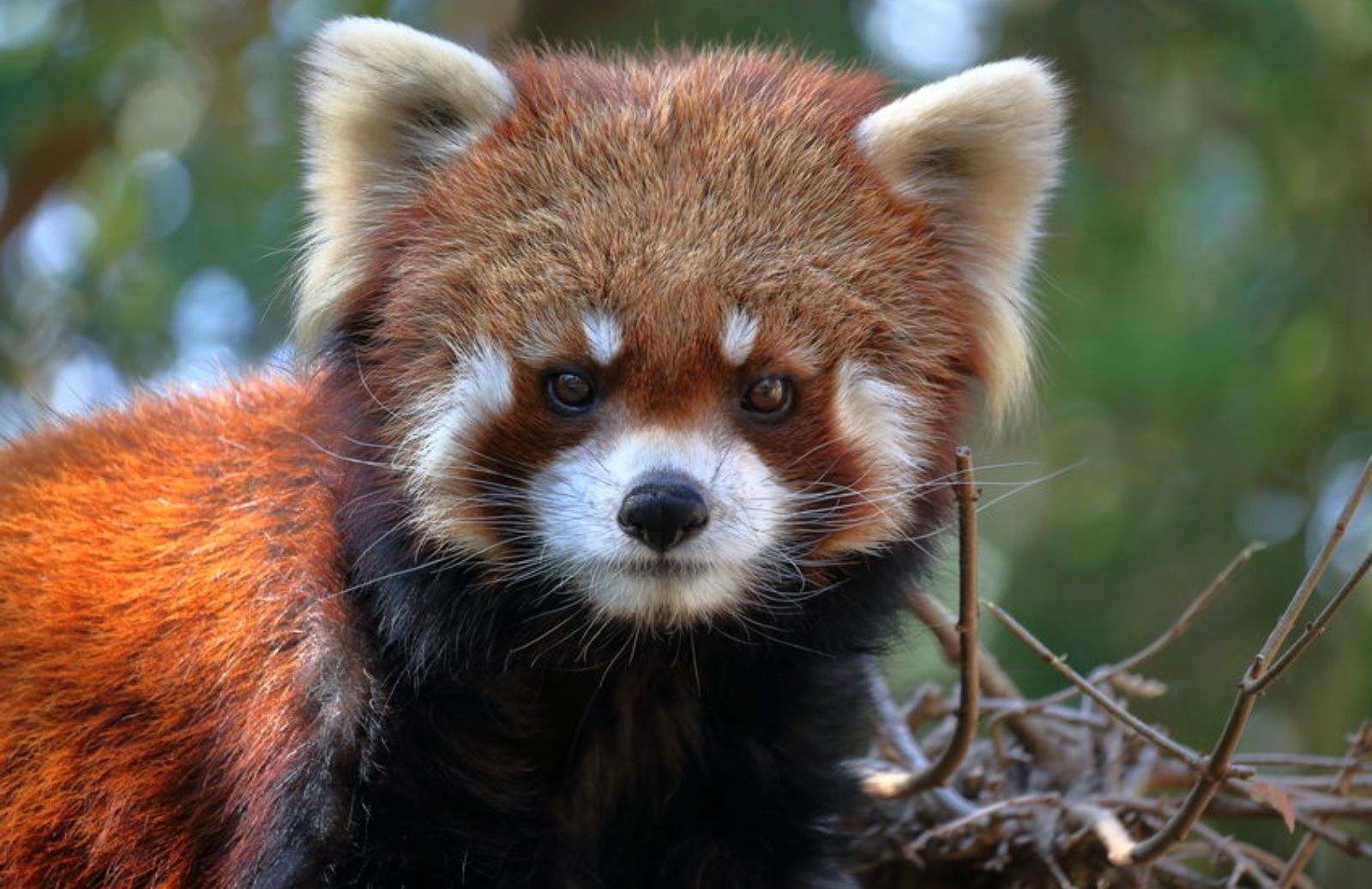 Tutto sul panda rosso: dove vive, quanto è grande e cosa mangia