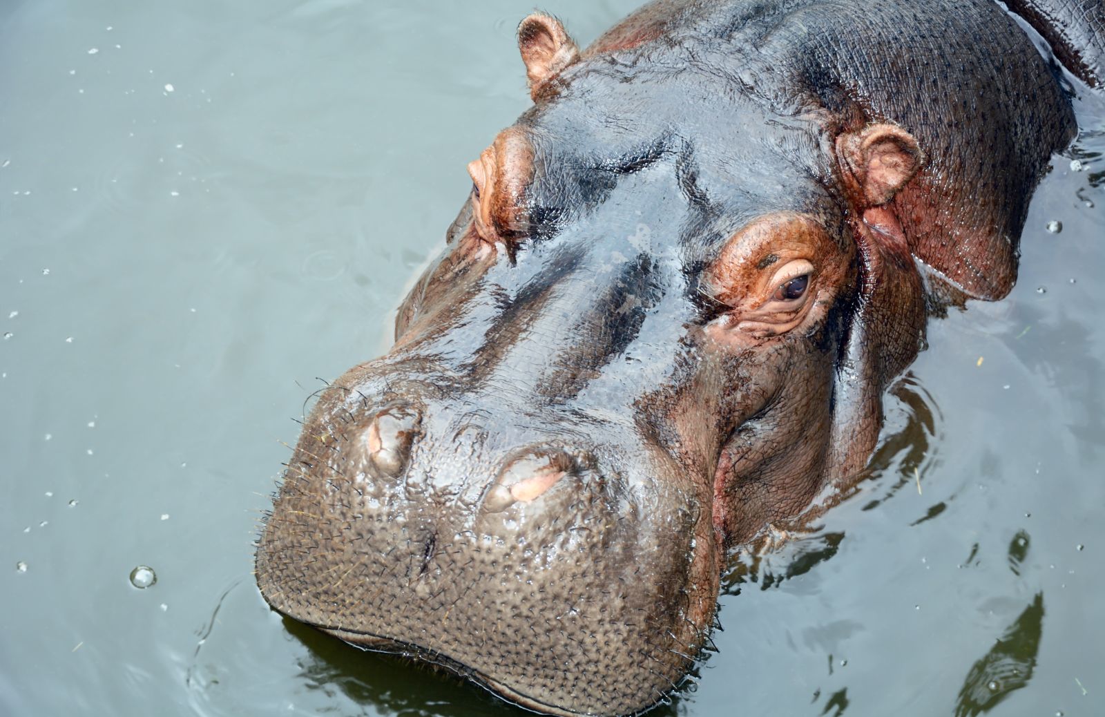 Tutto sull'ippopotamo, un grande mammifero africano