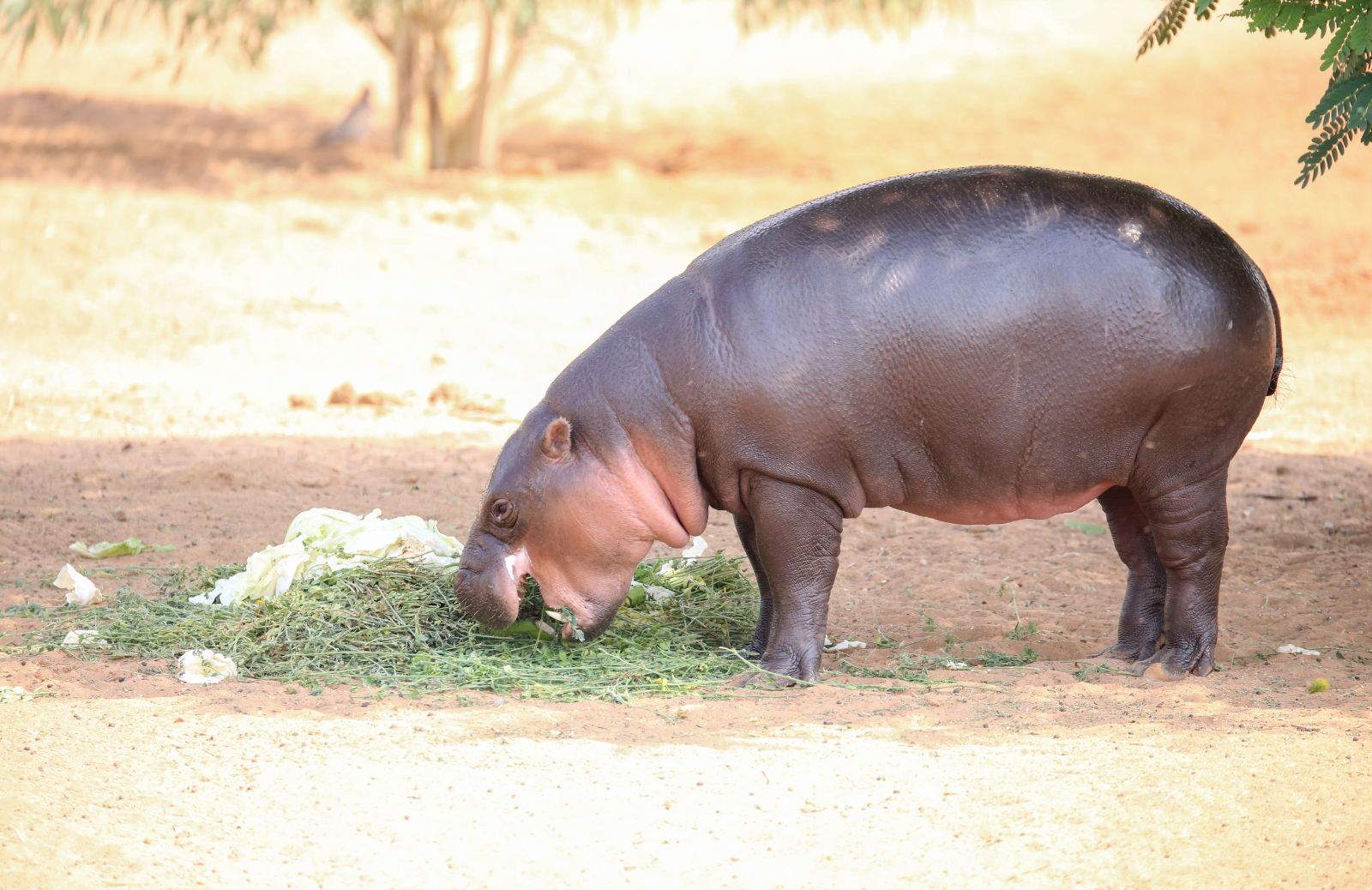 Tutto sull'ippopotamo pigmeo