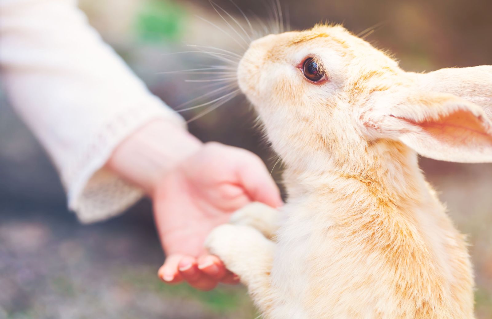 Tutto sulla comunicazione del coniglio: versi e linguaggio
