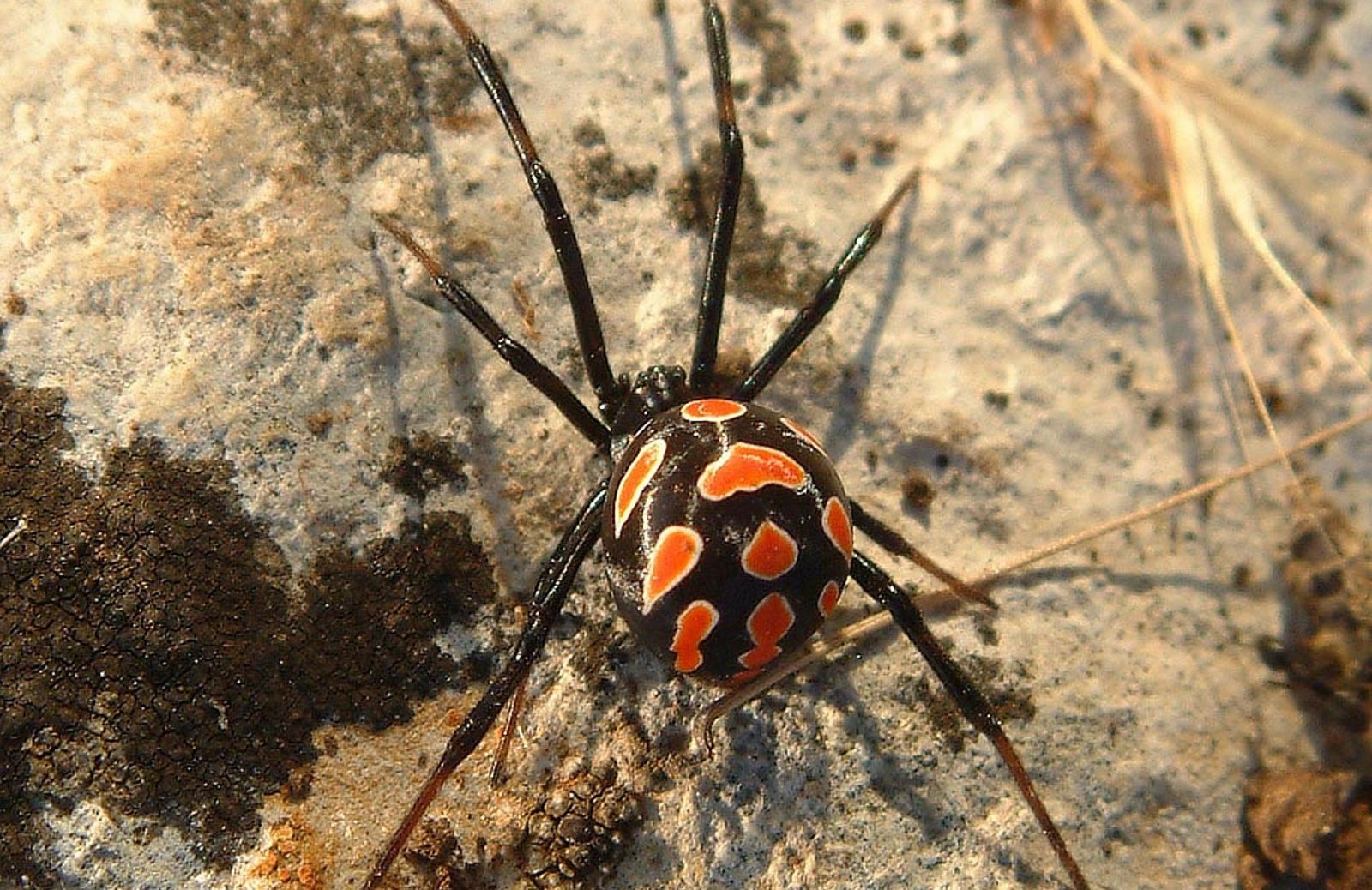 Tutto sulla malmignatta, la vedova nera del Mediterraneo