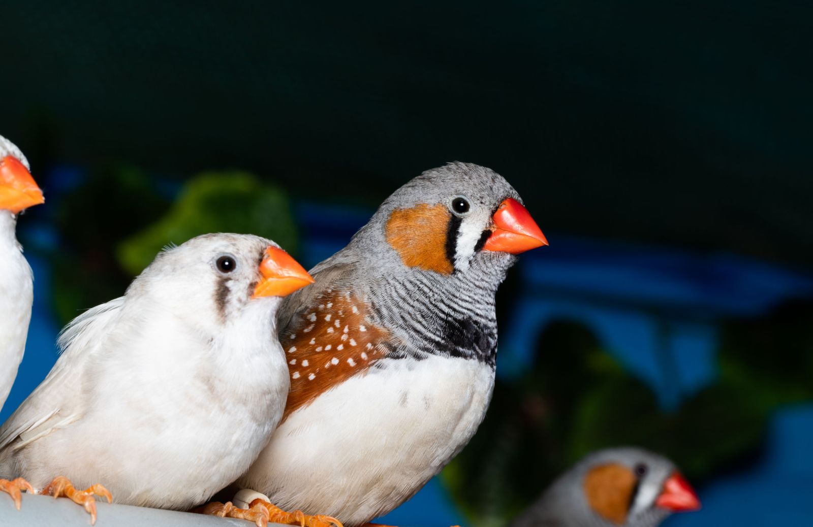 Tutto sulla riproduzione del Diamante mandarino, un uccellino monogamo