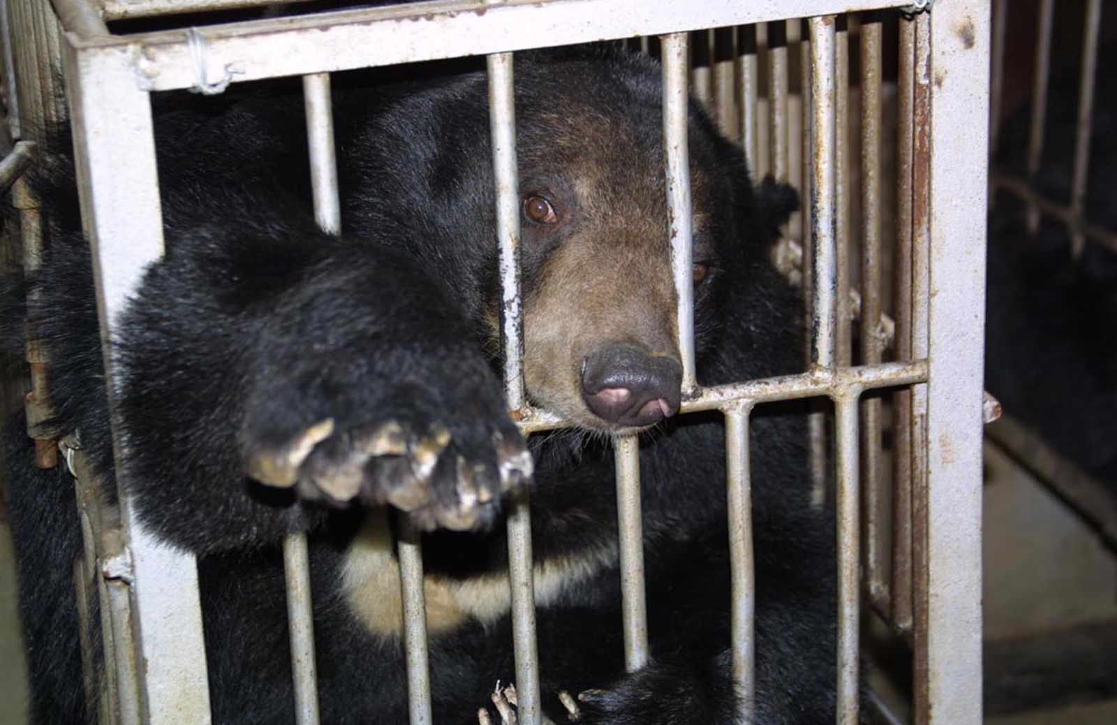 Una firma per salvare 23 orsi della bile