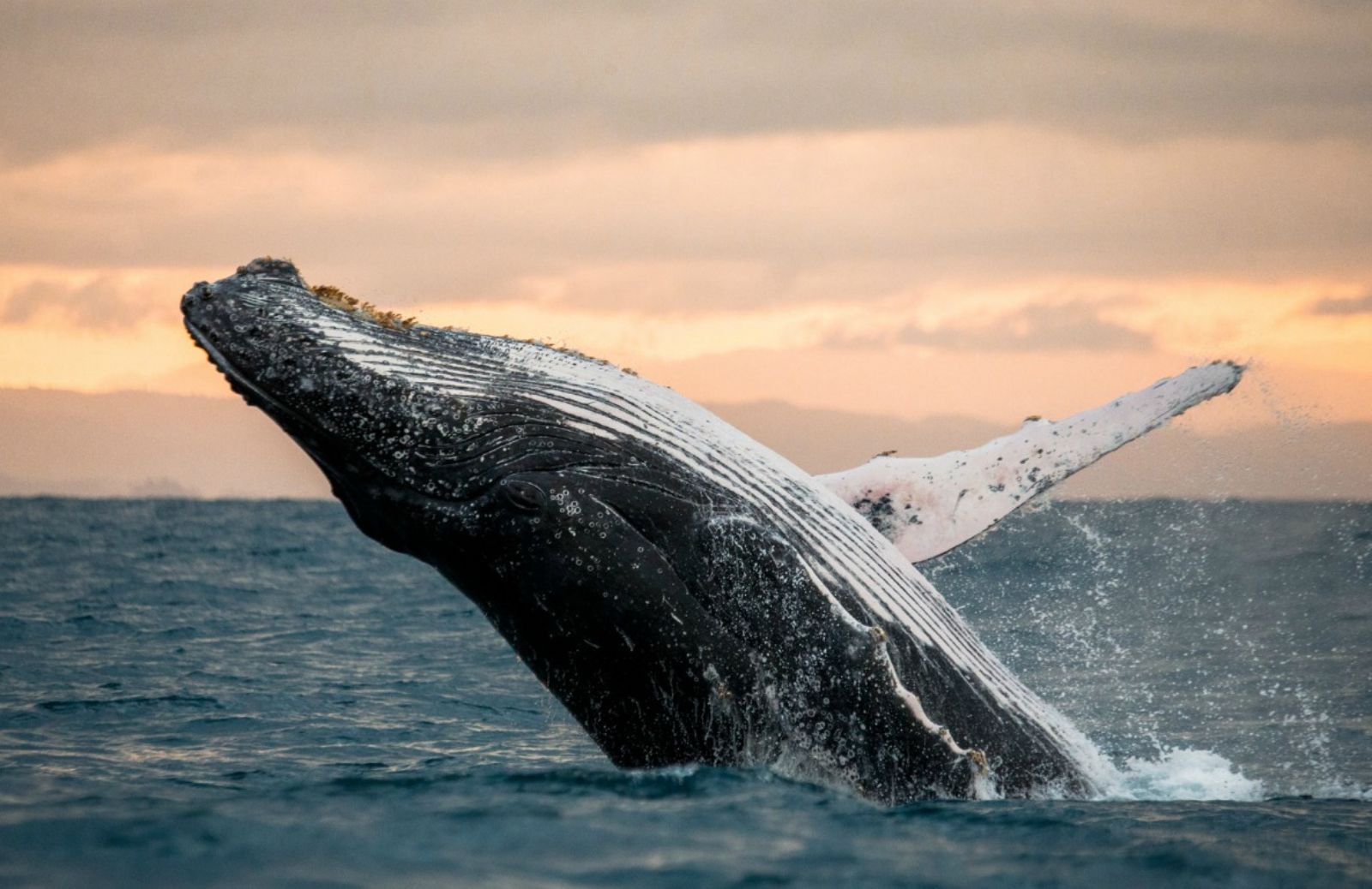 Whale watch: un satellite per le balene