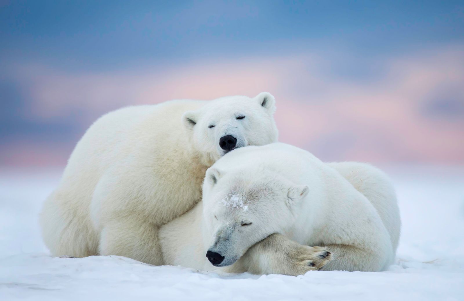 Animali artici: i principali animali del Polo Nord 