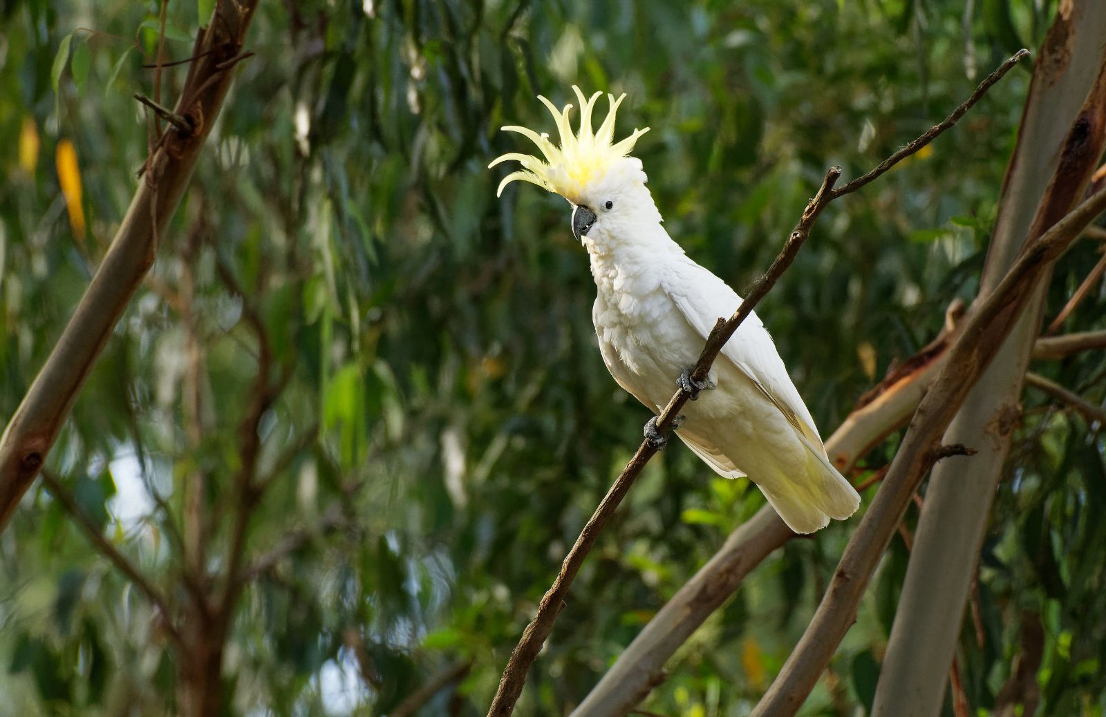 Cacatua, il pappagallo col ciuffo: le caratteristiche