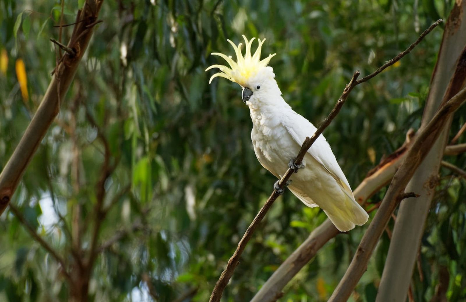 Cacatua, il pappagallo col ciuffo le caratteristiche DeAbyDay