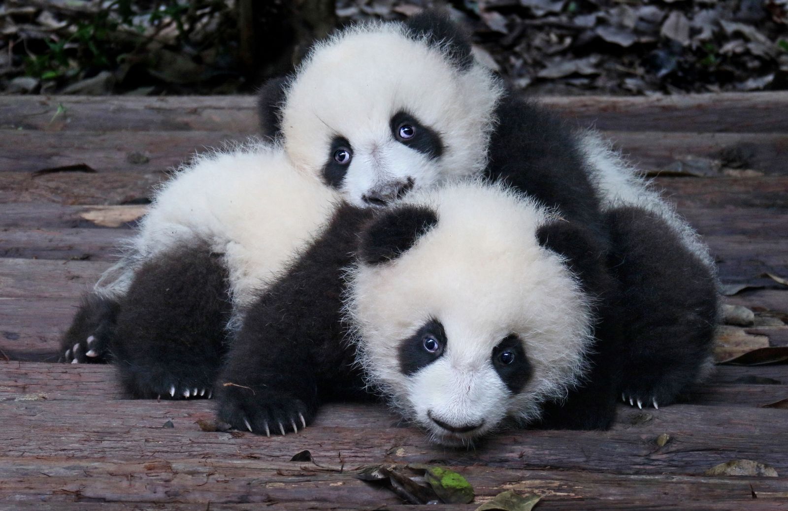 Tutte le curiosità sui cuccioli di panda gigante 
