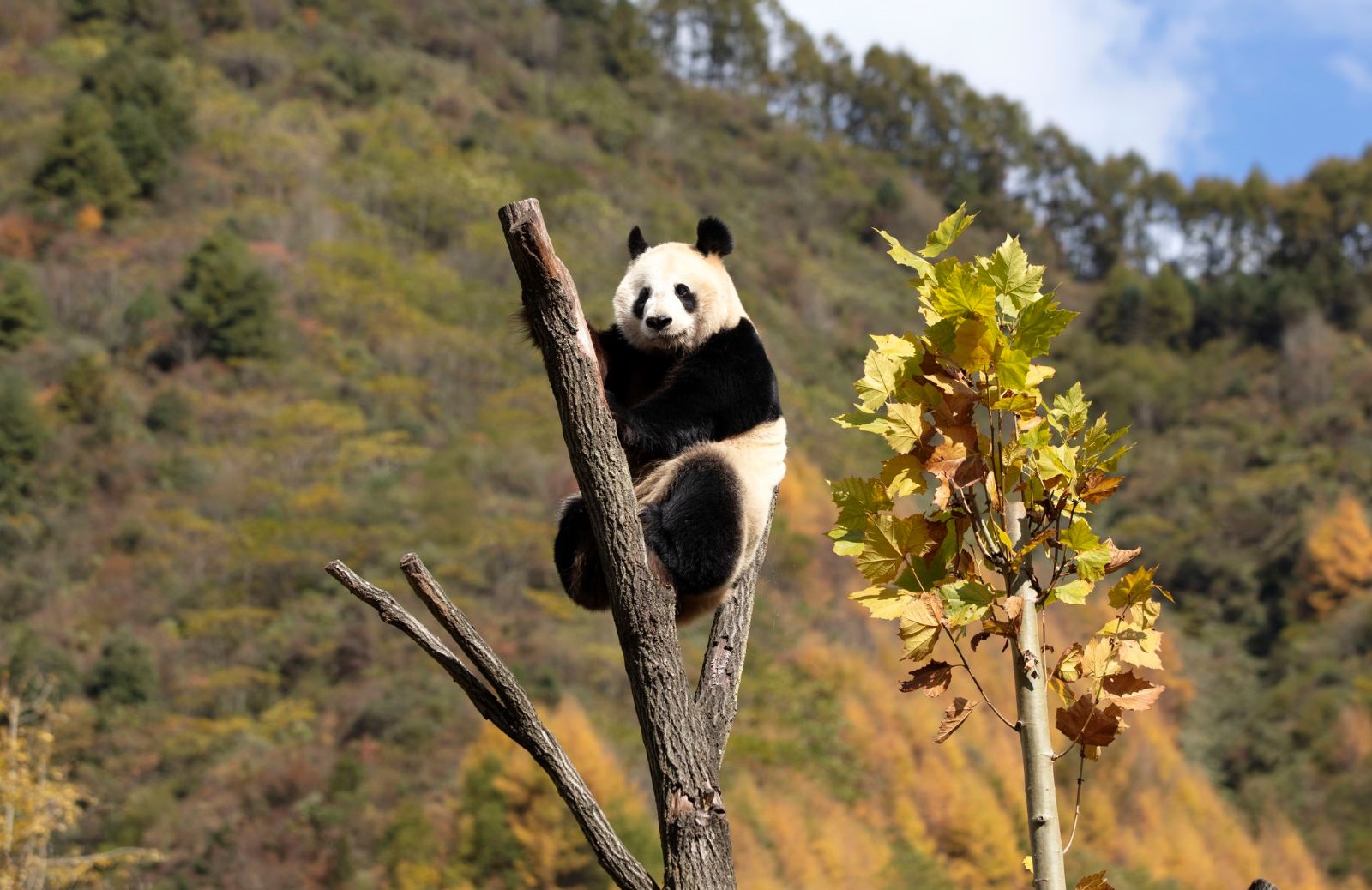Tutto sul panda gigante, animale simbolo della Cina 