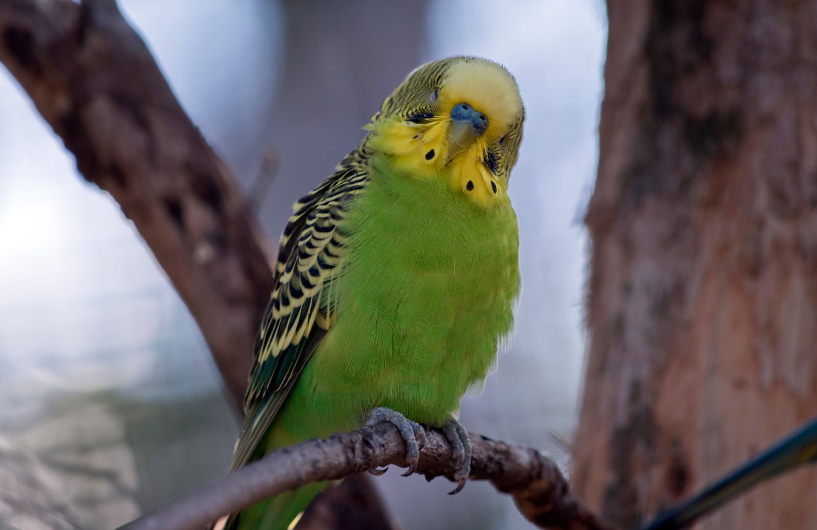 Parrocchetto, caratteristiche di un pappagallo dai tanti colori