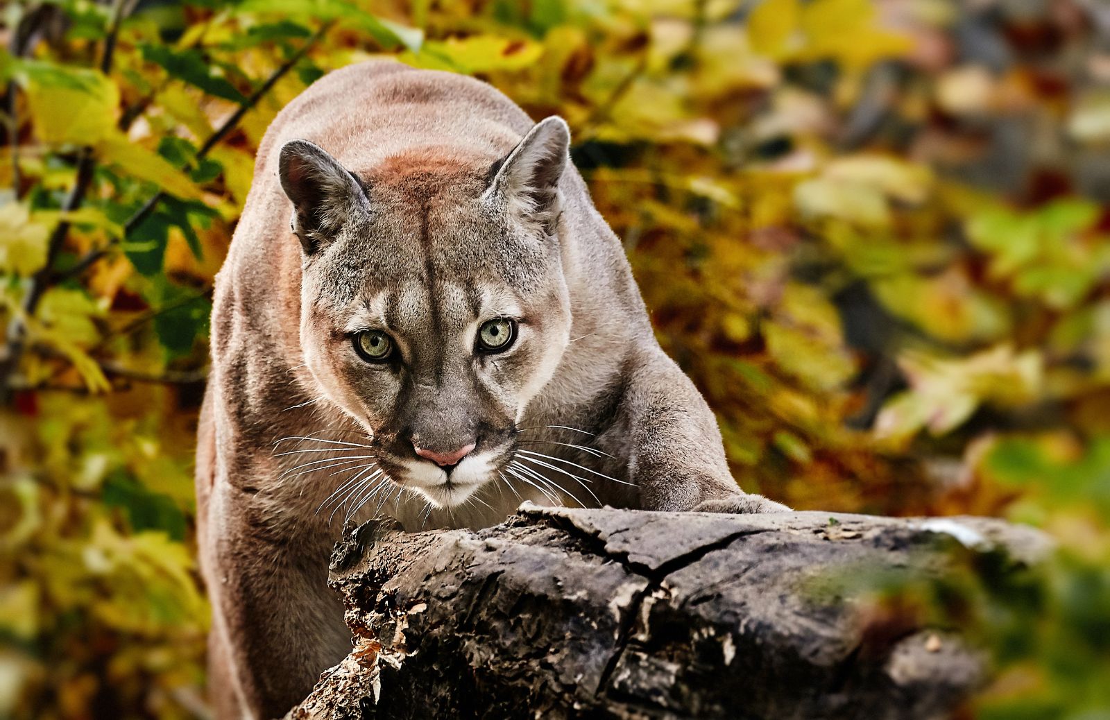 Puma, caratteristiche e curiosità del grande predatore americano