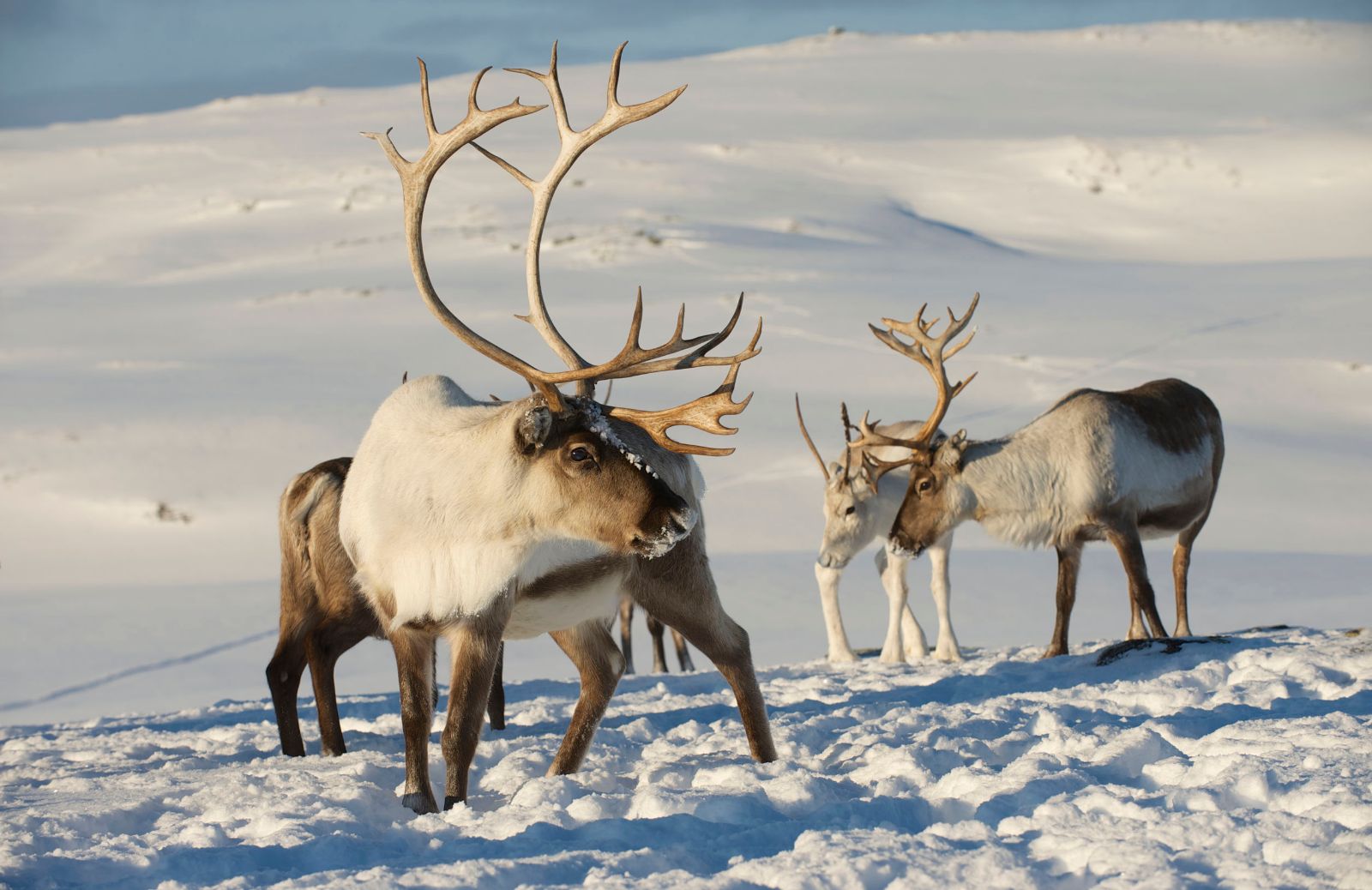 Le renne, animali artici a rischio estinzione 