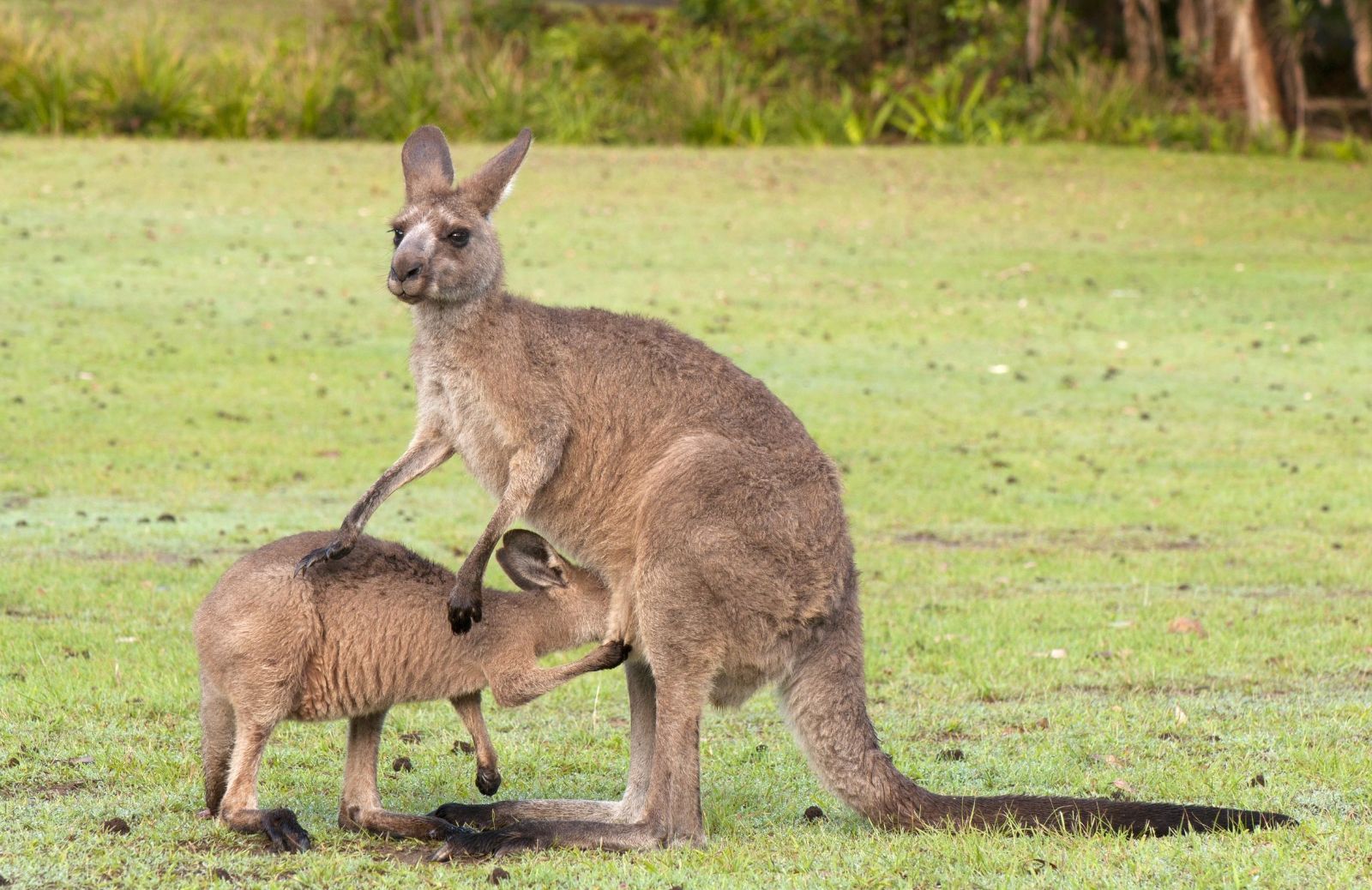 Tutto sul Canguro, l’animale simbolo dell’Australia 