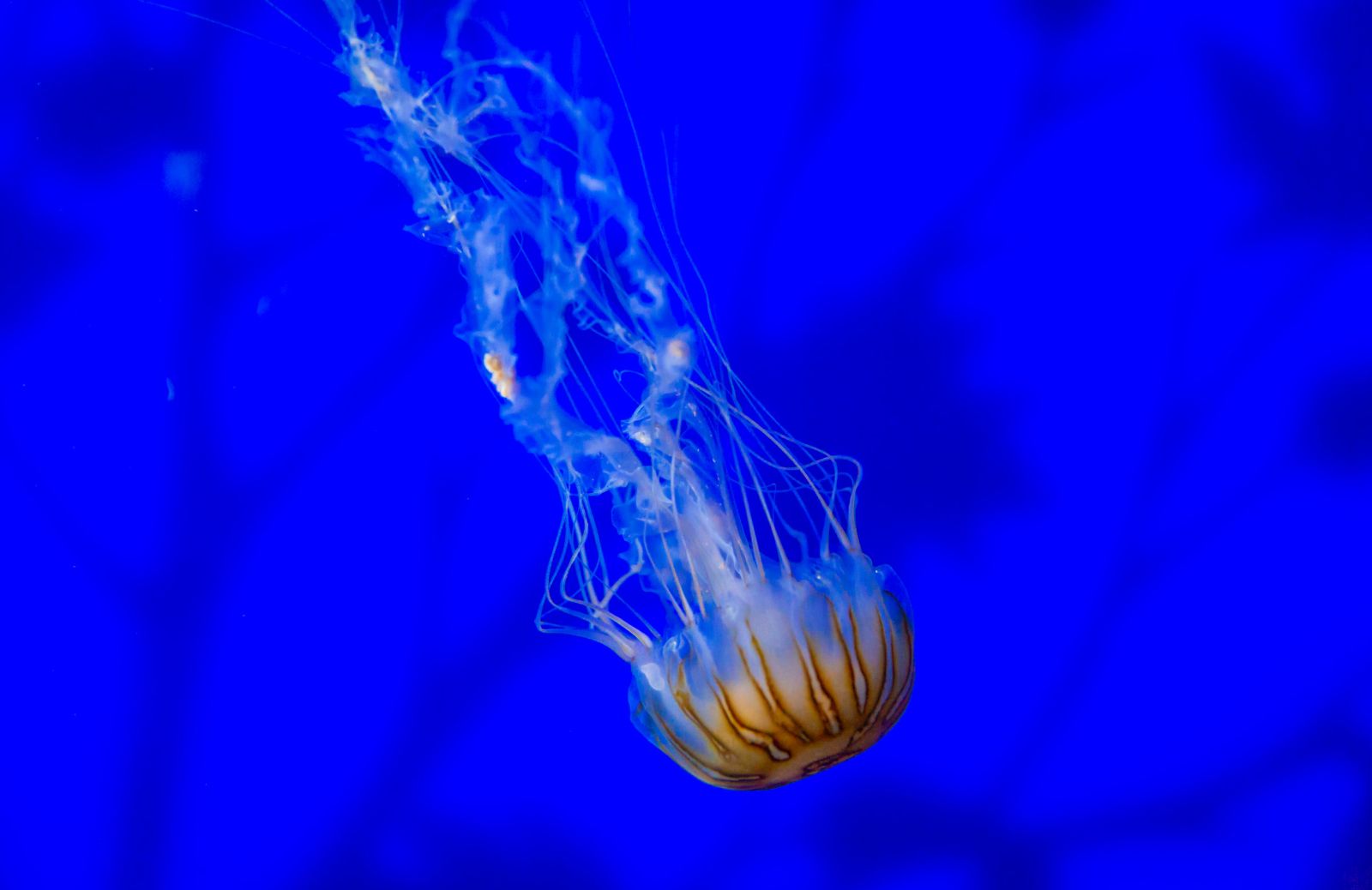 Vespa di mare, la medusa più pericolosa del mondo