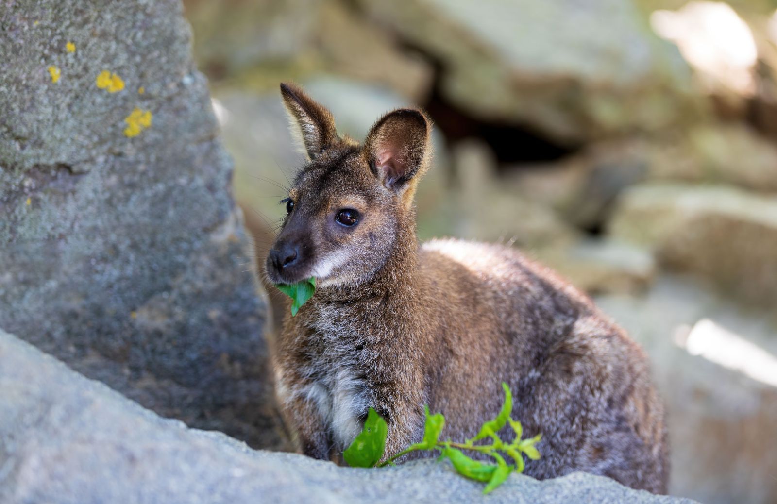 Wallaby di palude: una vita in gravidanza