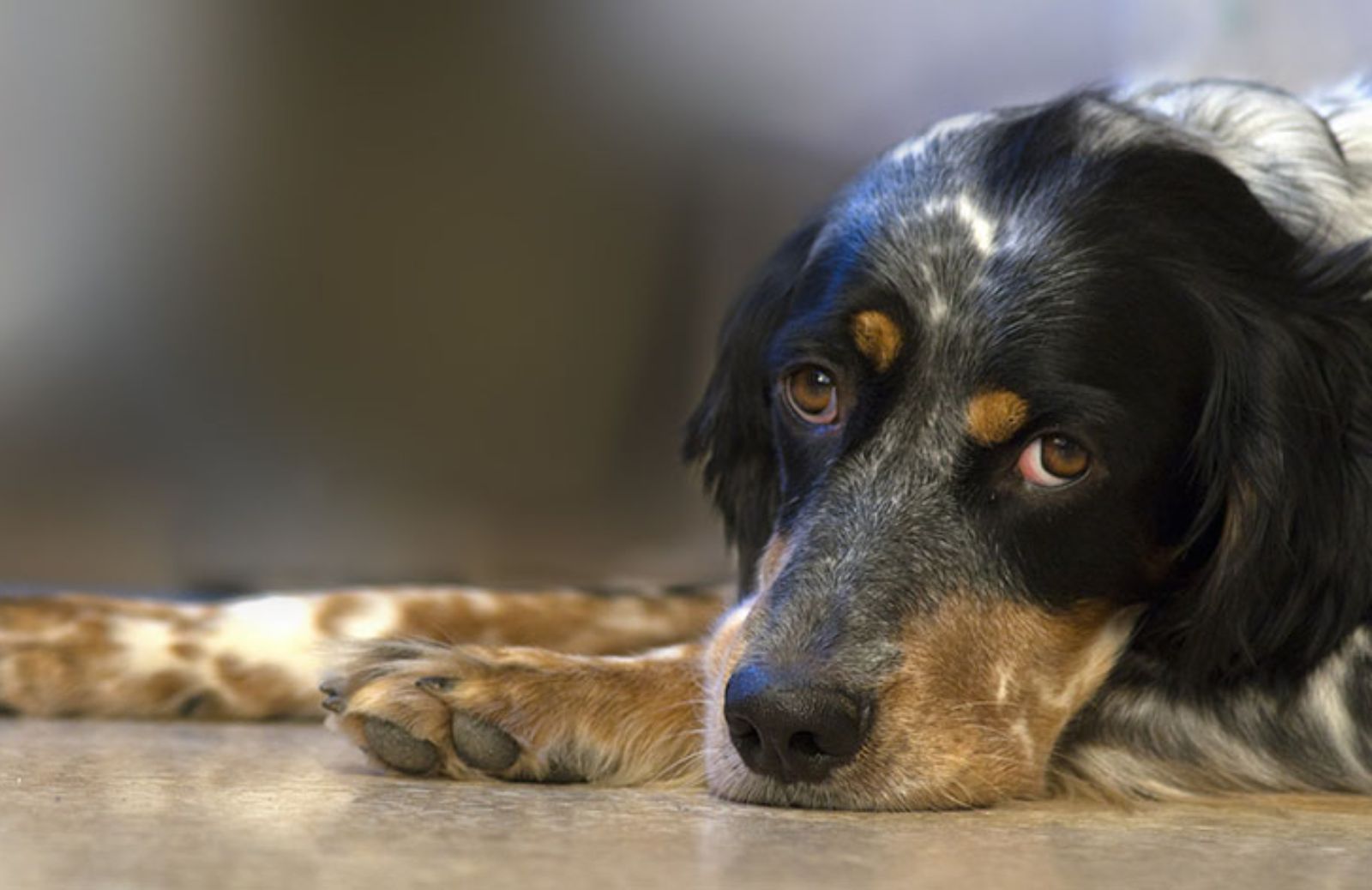 6 consigli per affrontare la morte del tuo cane