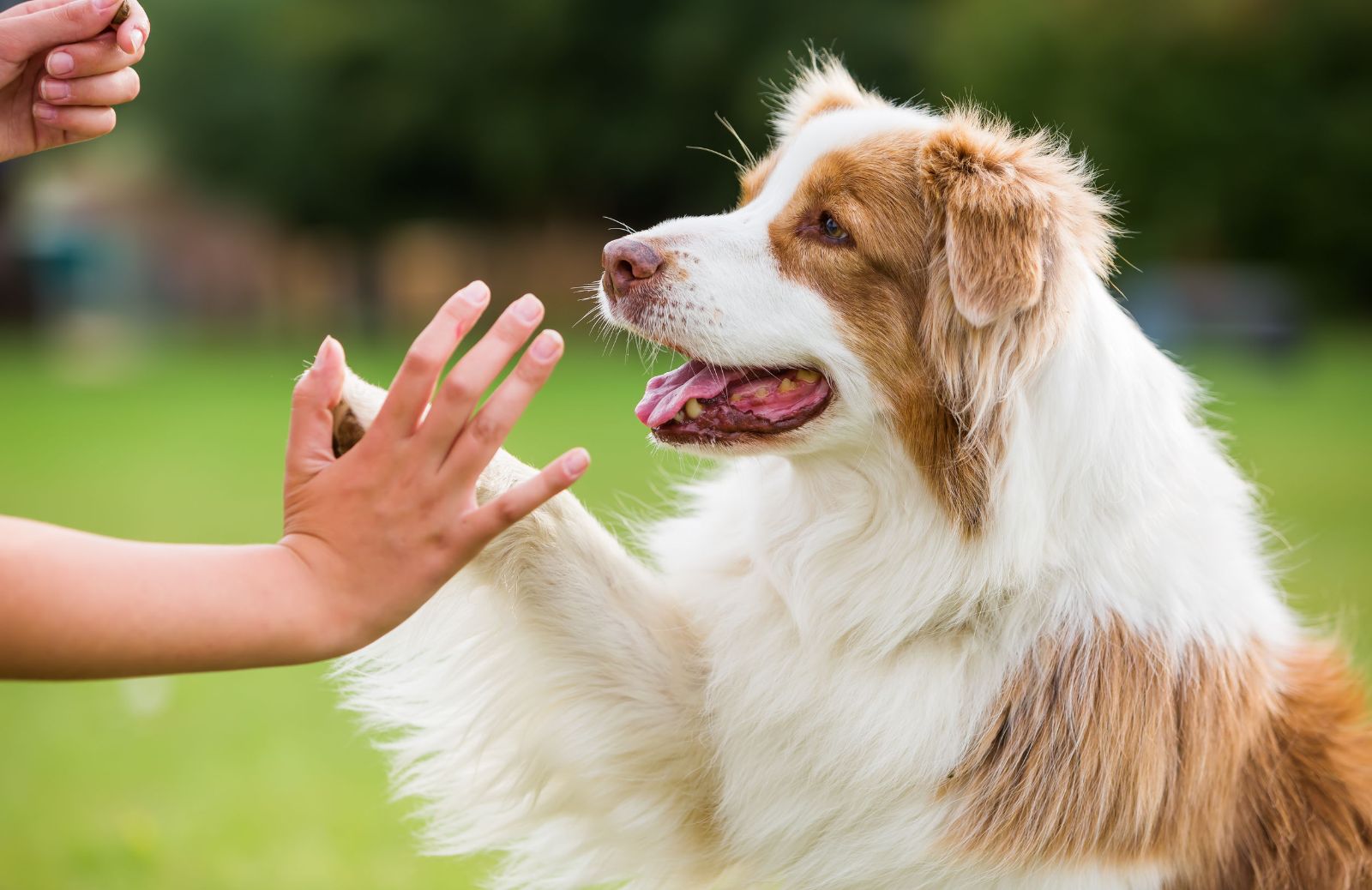 Addestramento del cane: metodo coercitivo vs metodo gentile