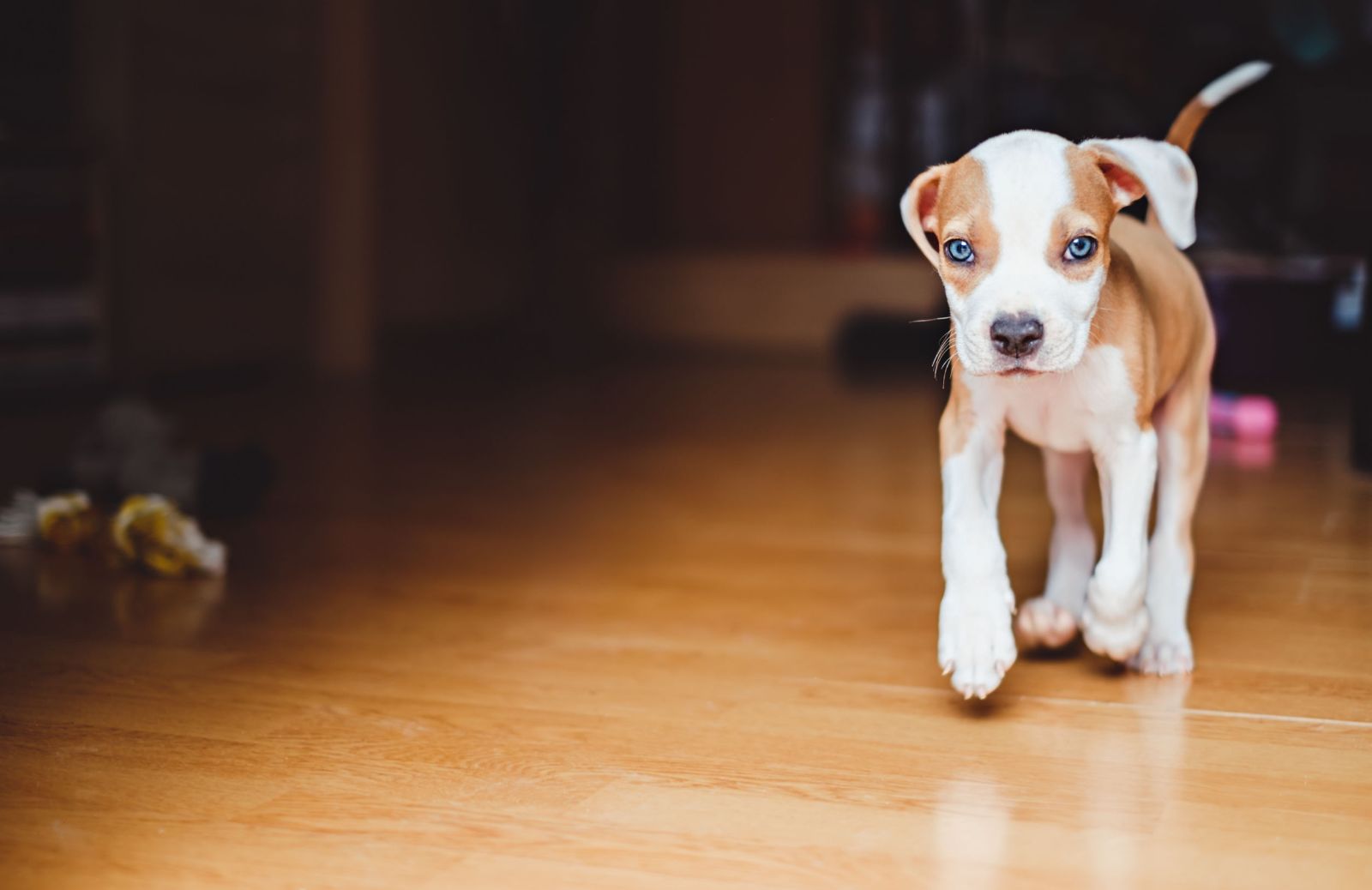 Amstaff: la storia e le caratteristiche dell'American Staffordshire terrier