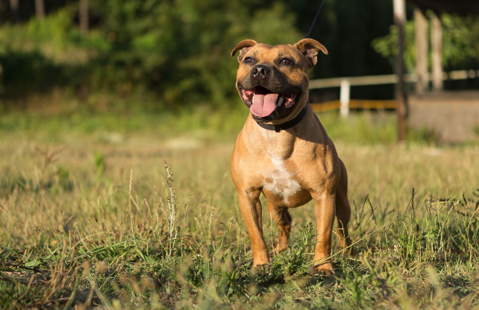 Amstaff e Pitbull, affinità e differenze