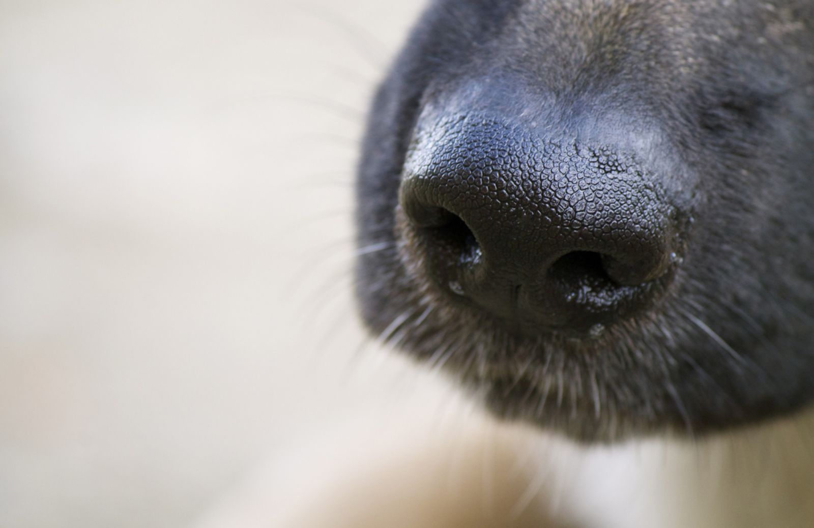 Arruolati cani fiutatori di malattie in Gran Bretagna