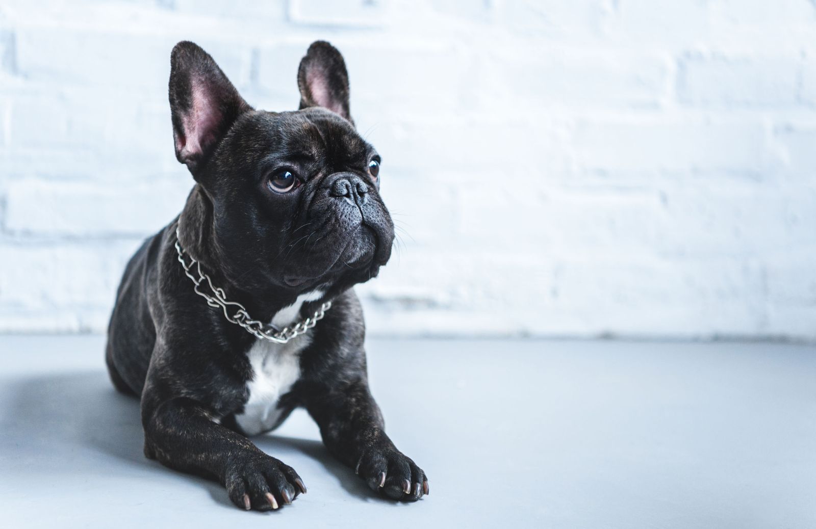Bulldog francese nero, grigio o blu: tutto su cuccioli, carattere e addestramento