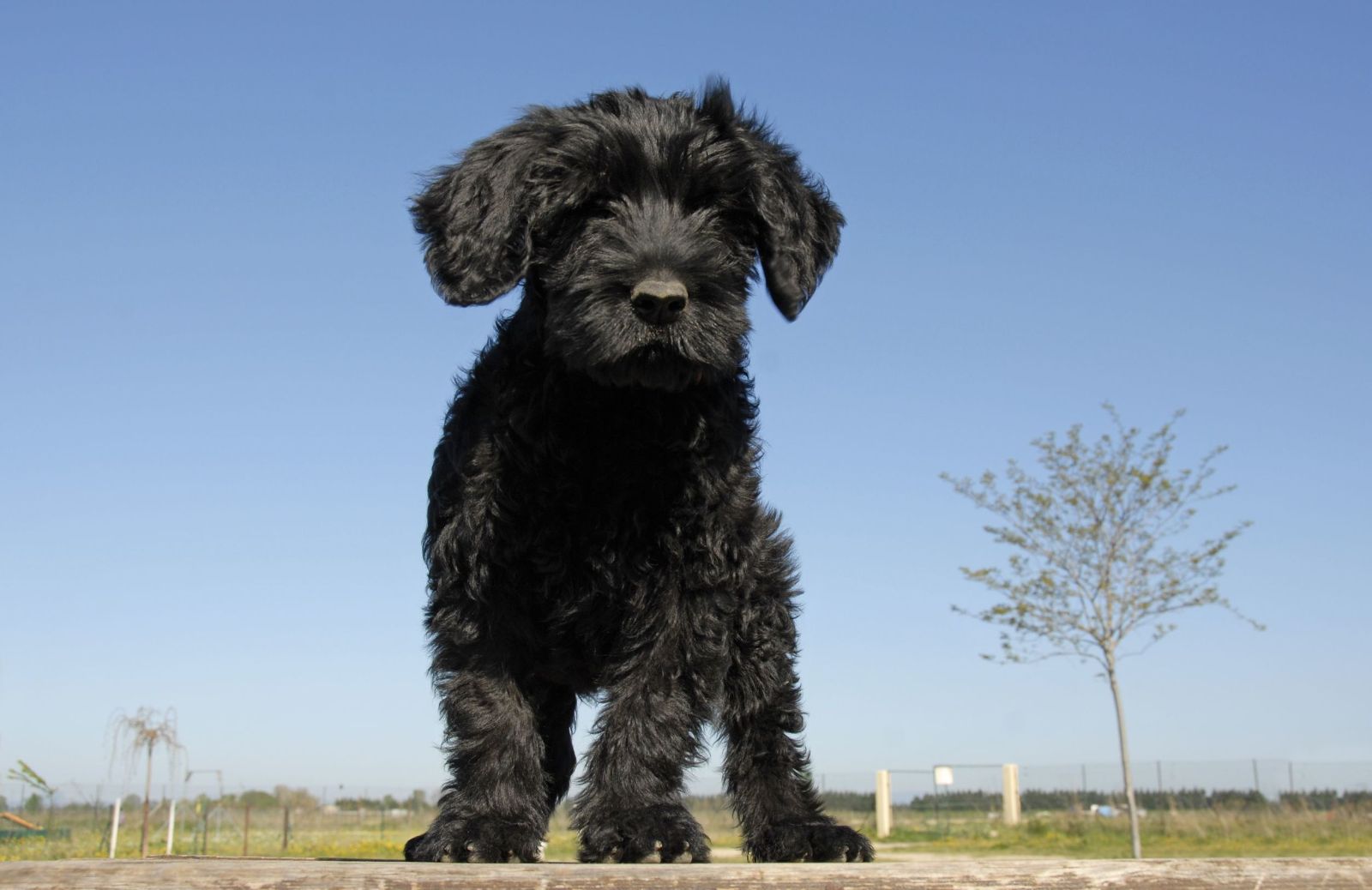 Cão de água: prezzo, carattere e allevamenti del cane portoghese