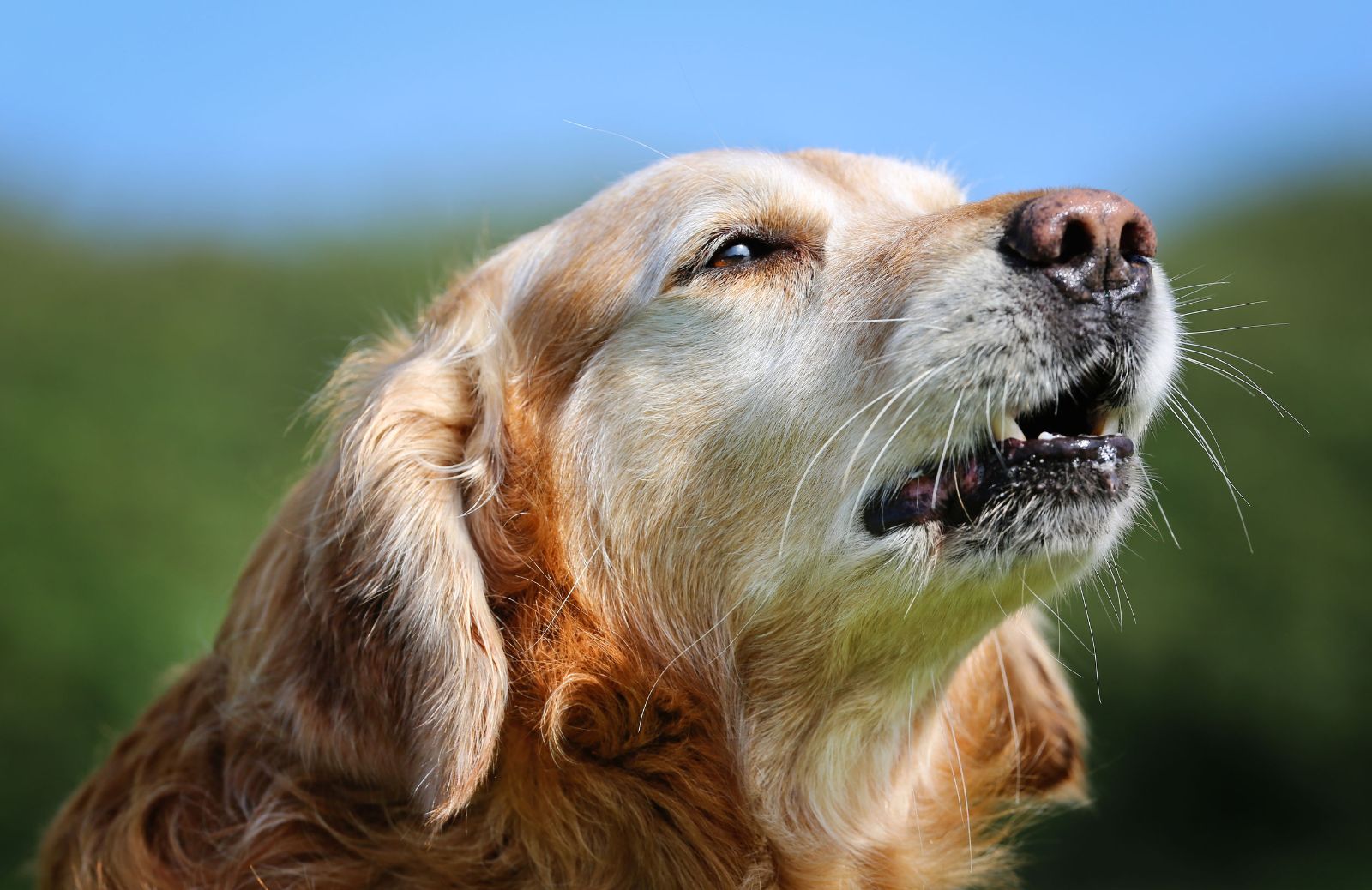 Cane che abbaia troppo: come farlo smettere