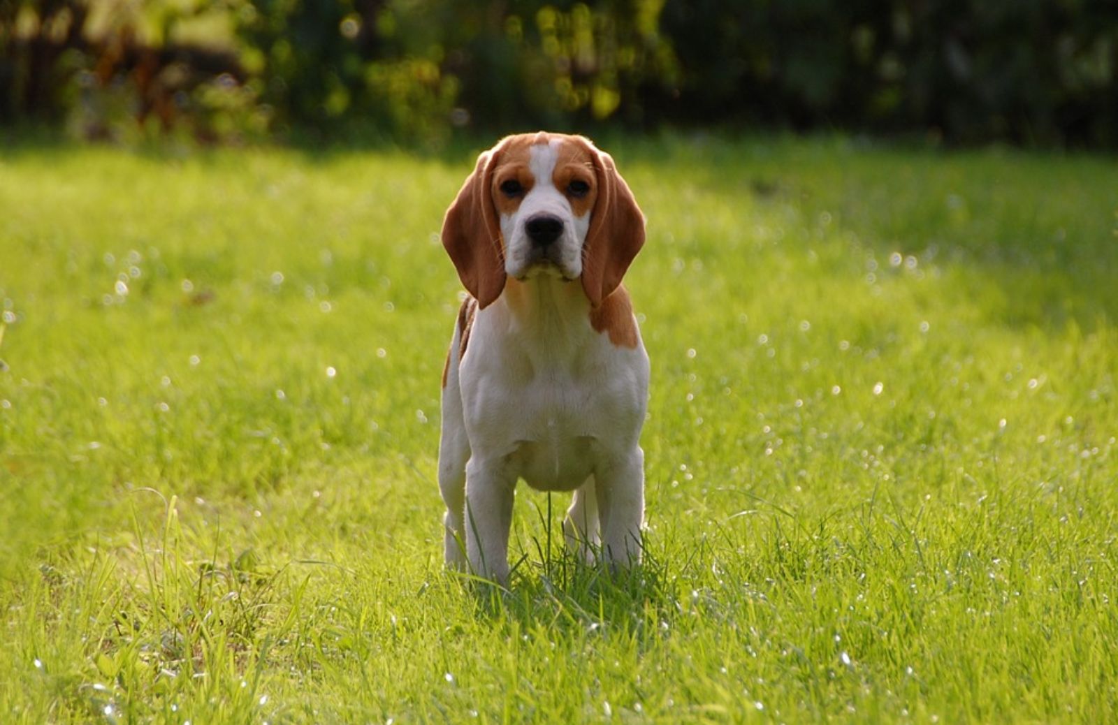 Cane razza Beagle: caratteristiche e curiosità
