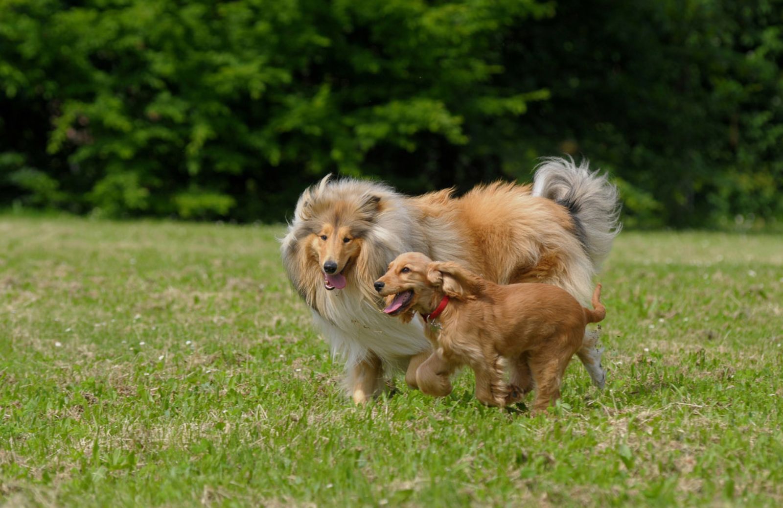 Cani: un secondo per riconoscere chi è amico