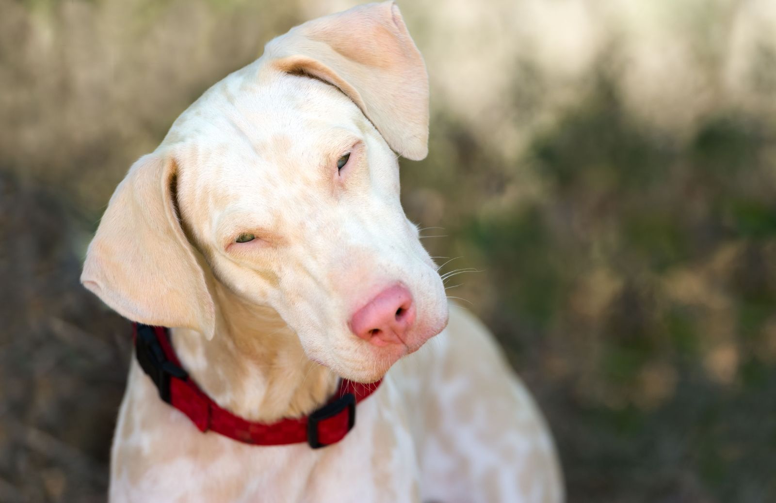 Cani albini: le caratteristiche principali