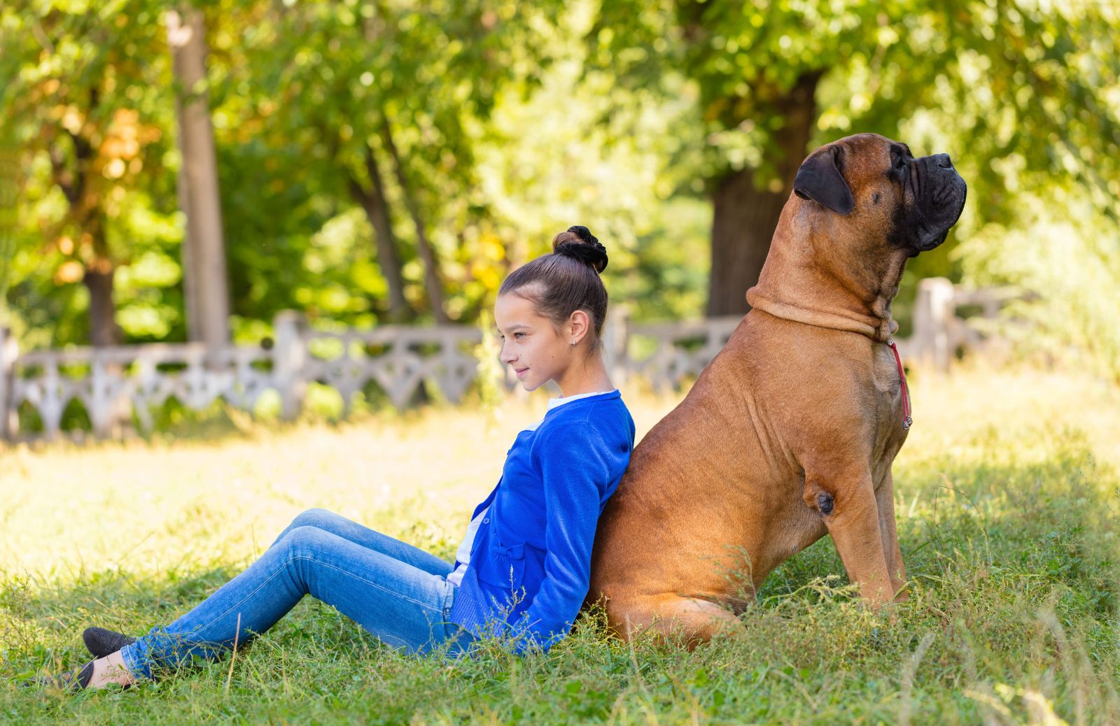 Cani da guardia: le caratteristiche del Bullmastiff