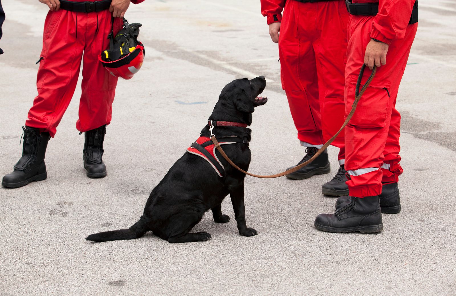 Cani da soccorso alpino: razze e caratteristiche