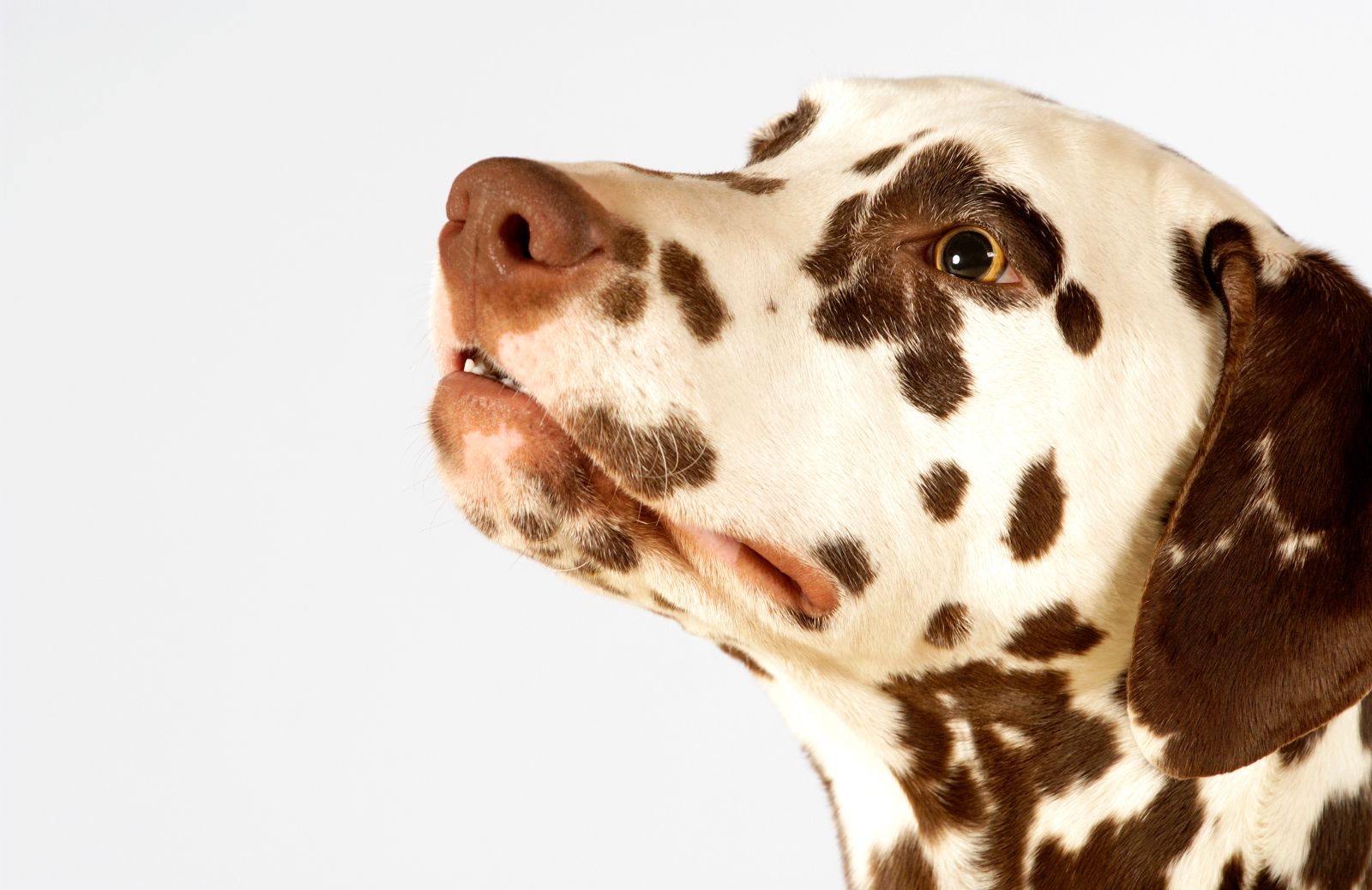 Cani di razza: come curare un dalmata