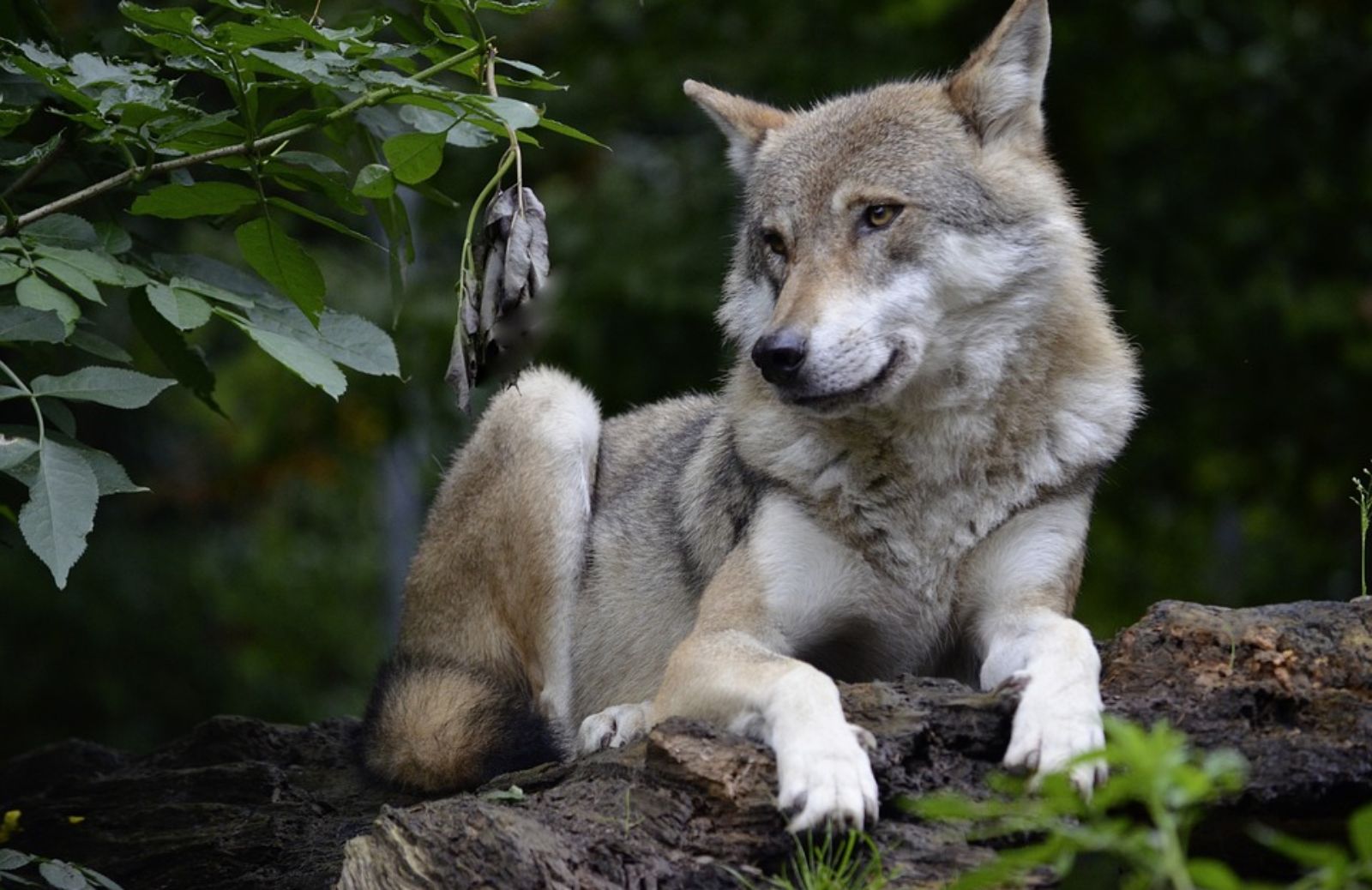 Cani e lupi: differenze e somiglianze