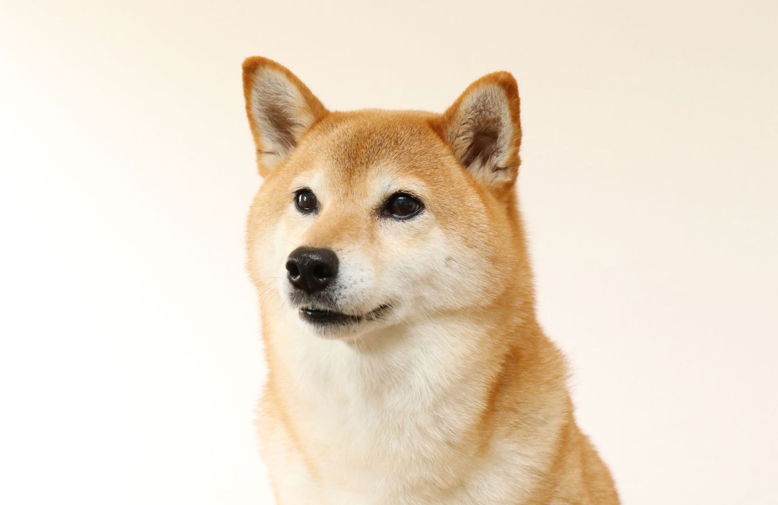 Cani giapponesi: le caratteristiche 