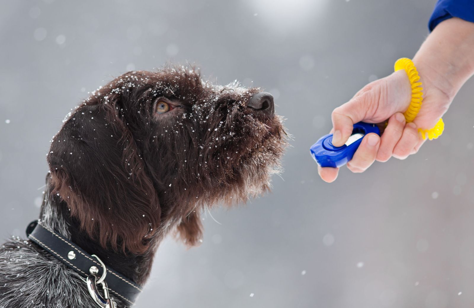 Clicker: cos'è e come si usa per addestrare i cani