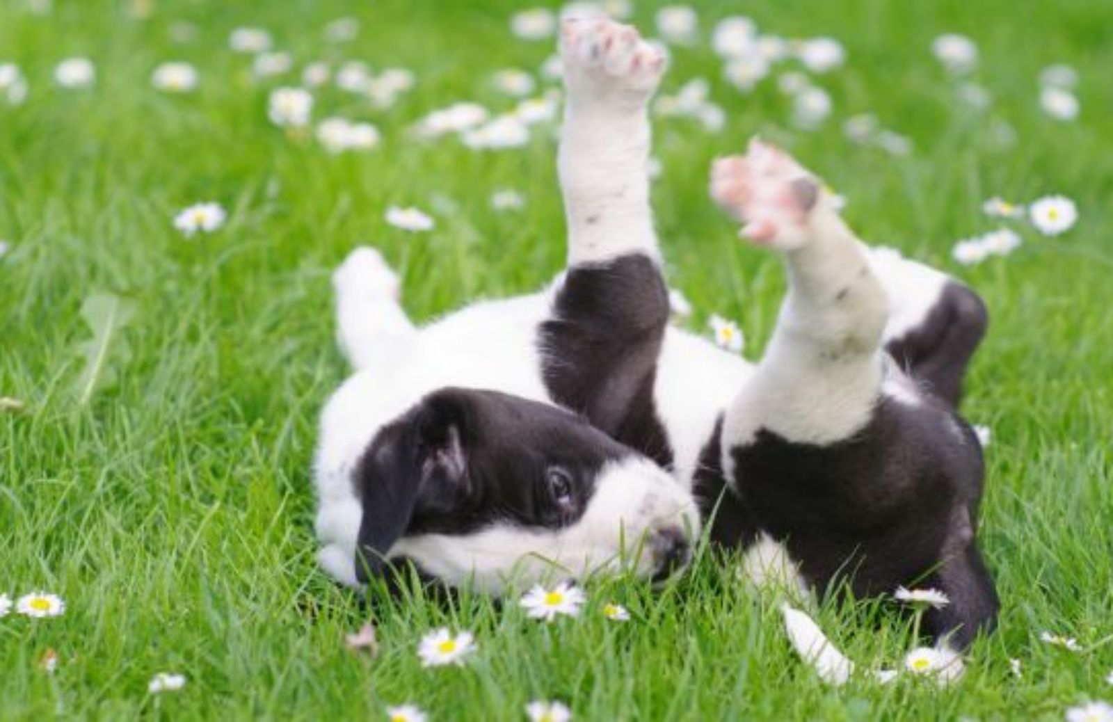 Come abituare cani e cuccioli a non sporcare in casa