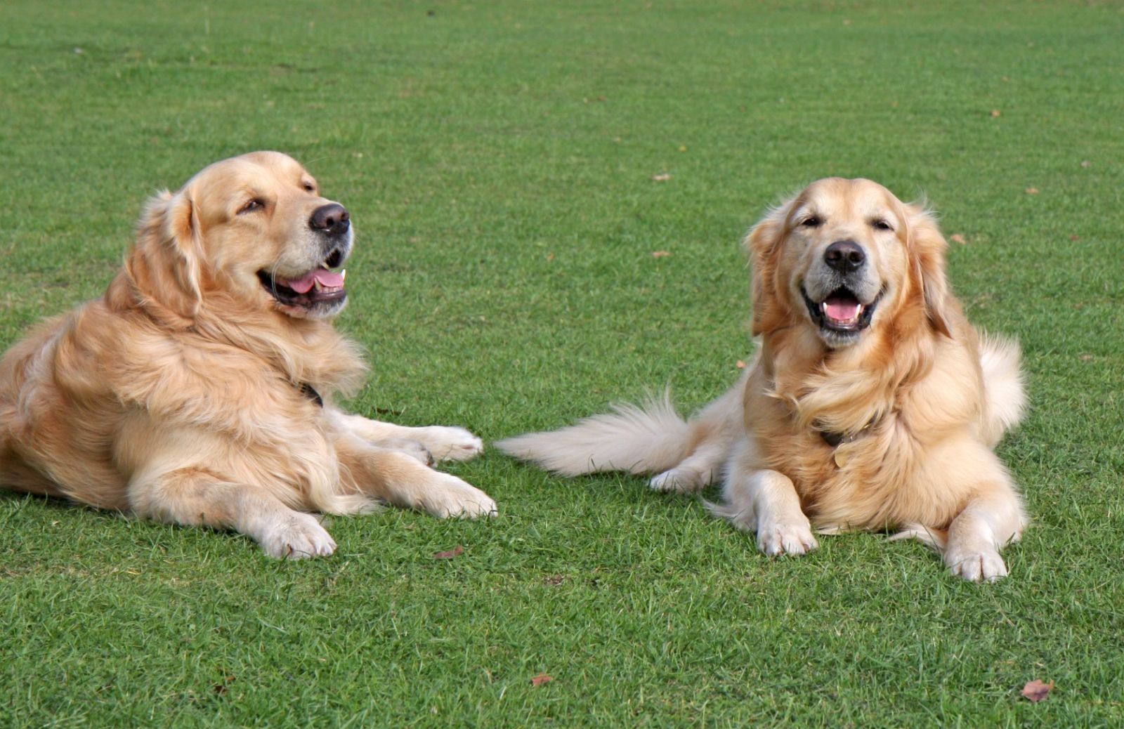 Come accorgerti che il tuo cane è in calore