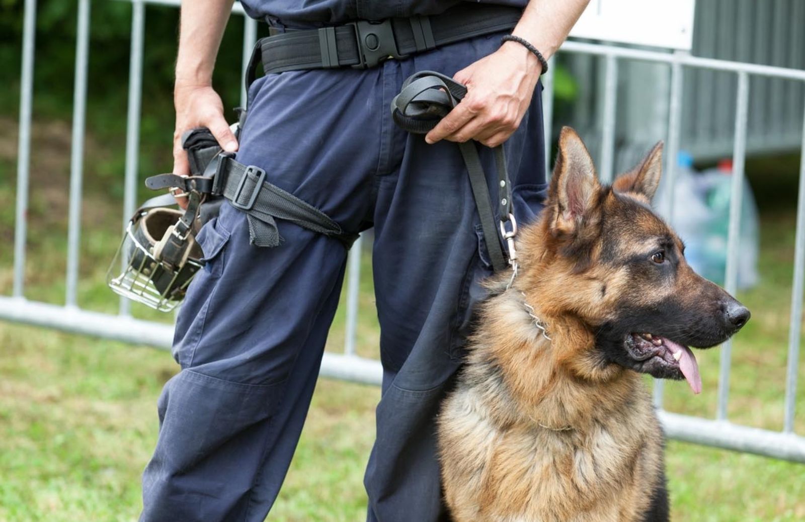 Come adottare un cane poliziotto