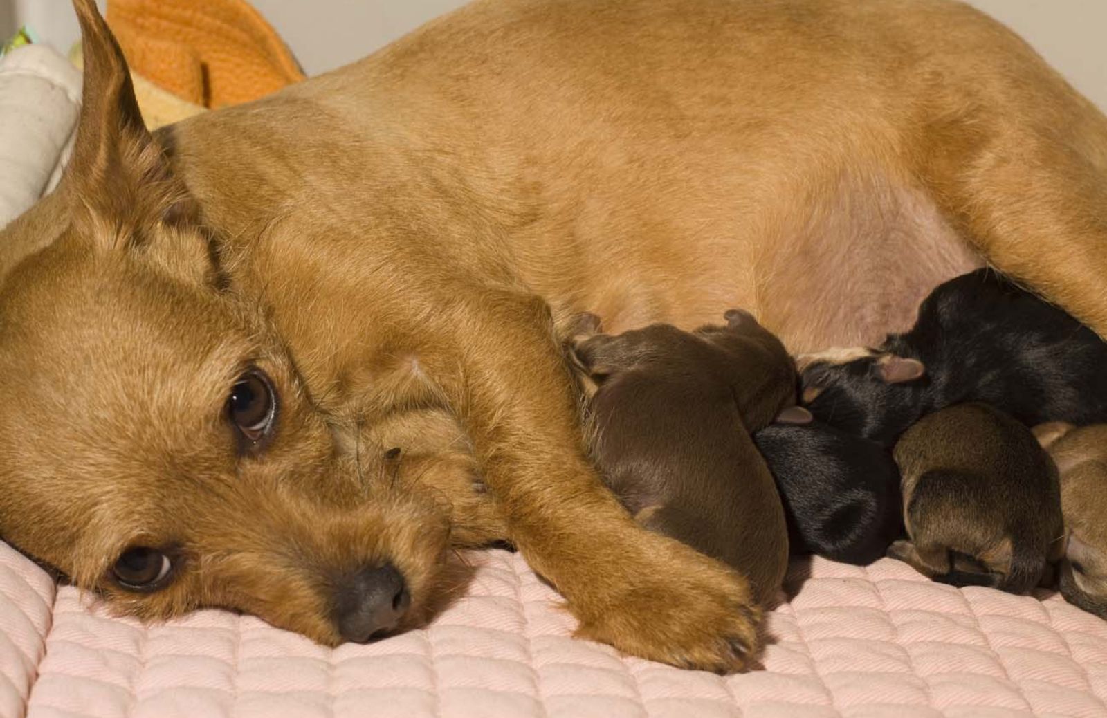 Come affrontare la gravidanza della propria cagnolina