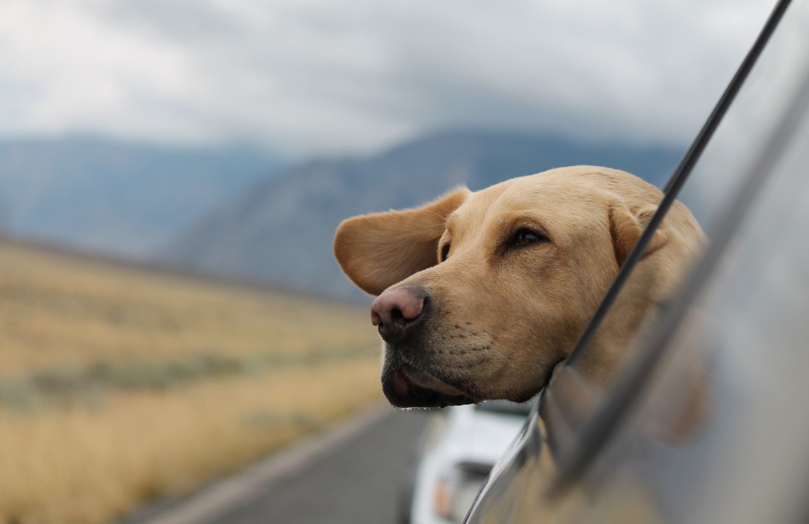 Come andare serenamente in vacanza con il proprio cane