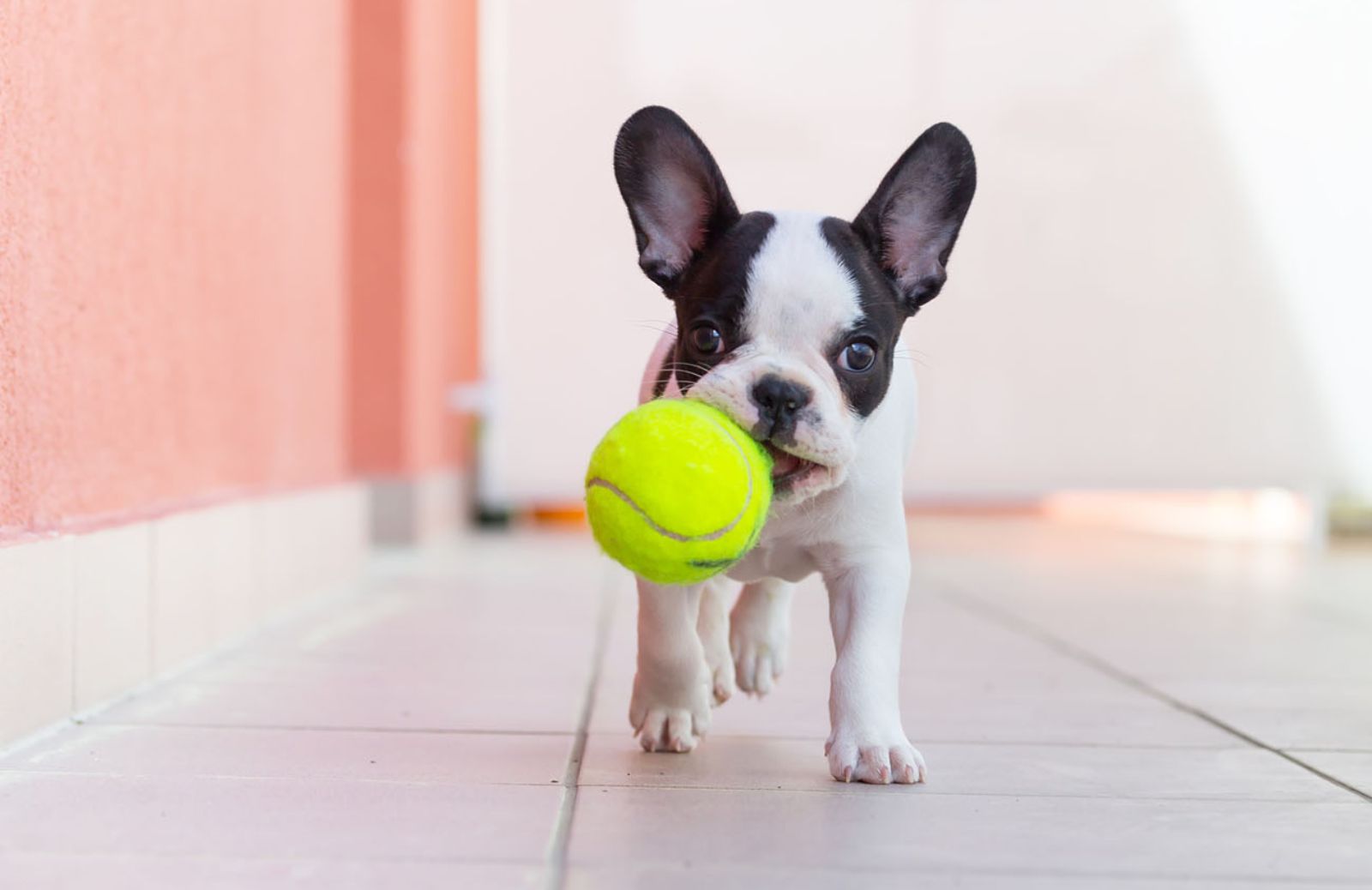 Come aprire un asilo per cani 