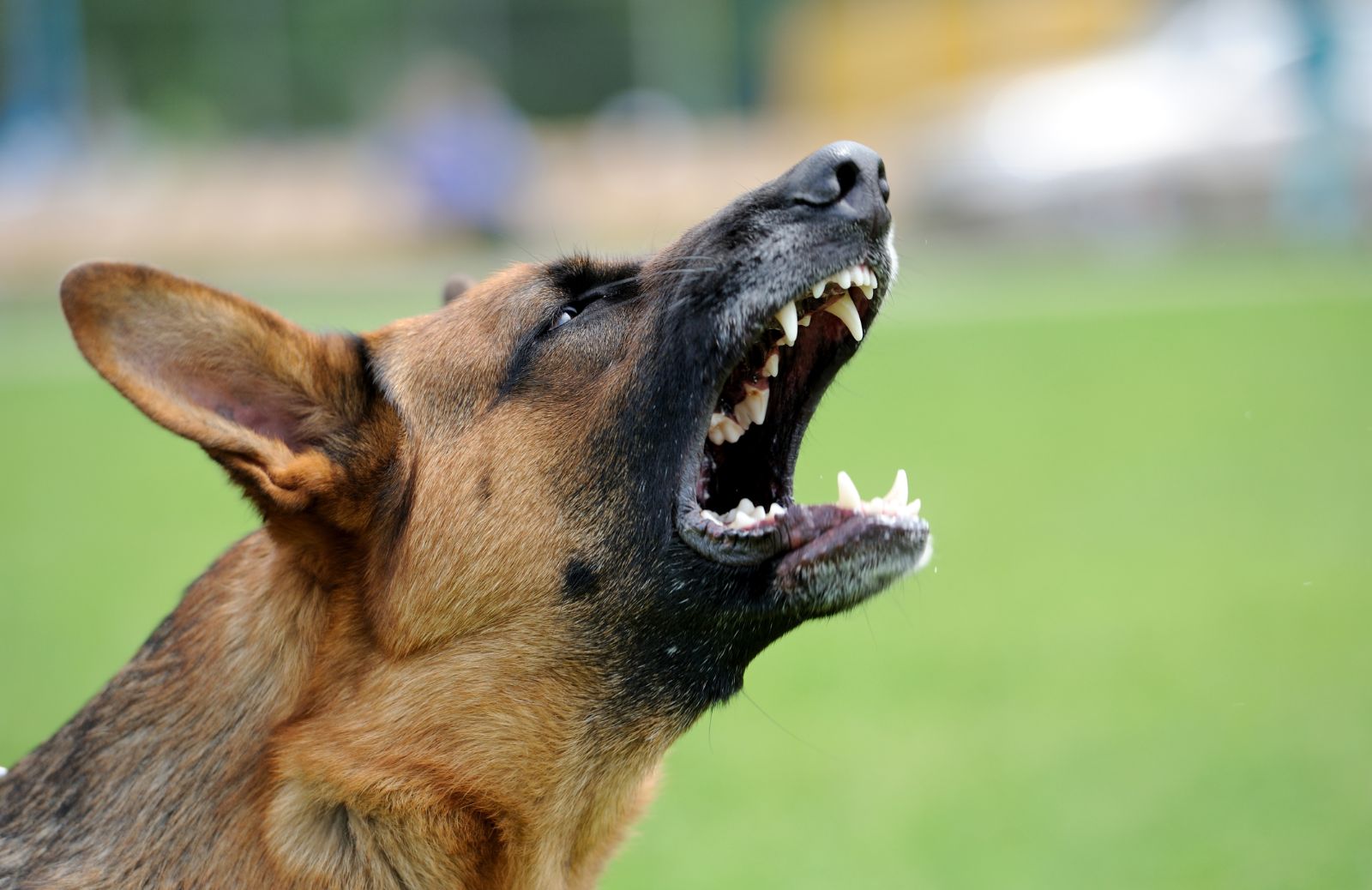 Come calmare i cani aggressivi
