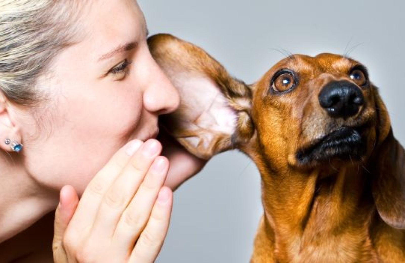 Come capire se il cane è sordo