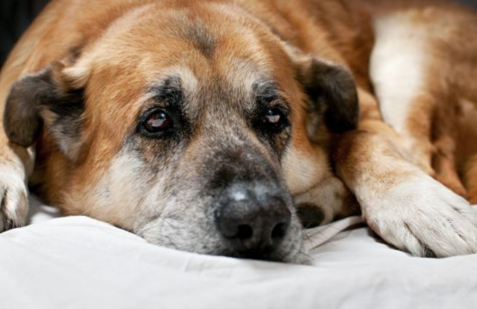 Come capire se un cane soffre di artrite o artrosi
